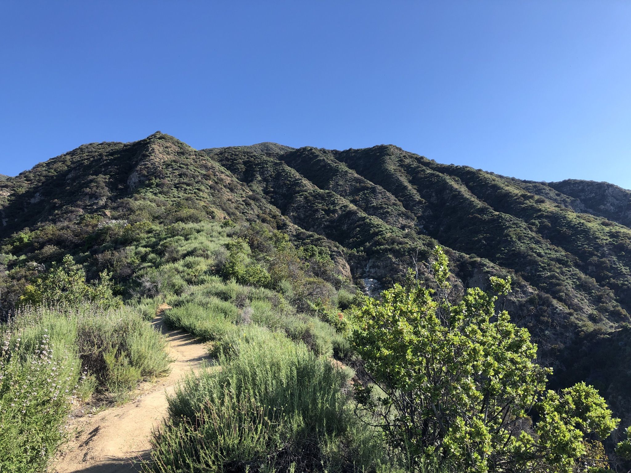 A winding dirt path overlooks steep, green, brush-covered mountains under a clear sky. - Bailey Canyon and Mount Wilson Trail Loop