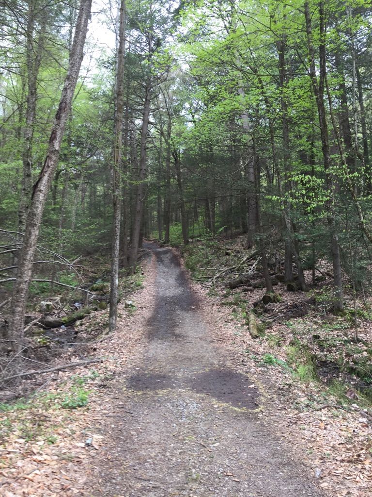 Shaded dirt path winding through a dense green forest. - Tower Road