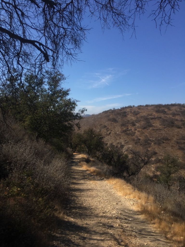 A shaded dirt path winding through trees and dry hills under a bright blue sky. - Cheeseboro Canyon Trail – Cheeseboro Canyon Trail loop from Rasmussen Open Space