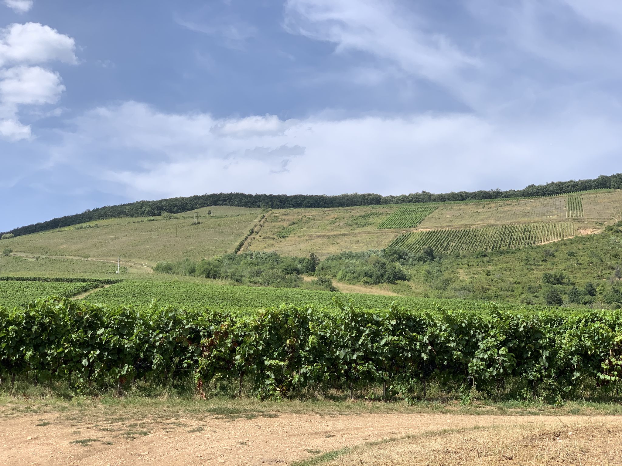 Die Rebberge in der Region Eger
