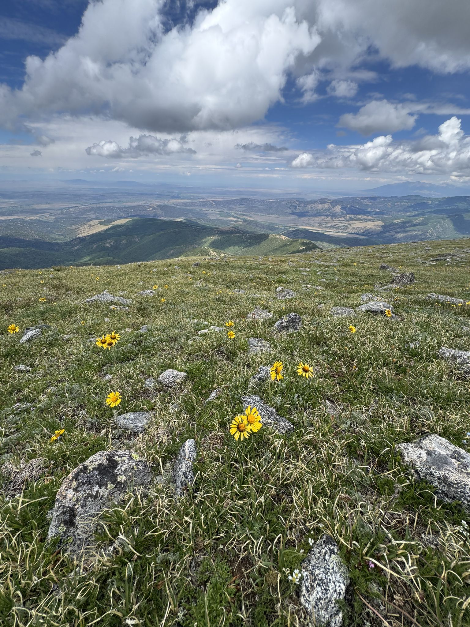 Green mountain meadow with yellow wildflowers and rocks, overlooking a distant valley. - Culebra Peak Trail
