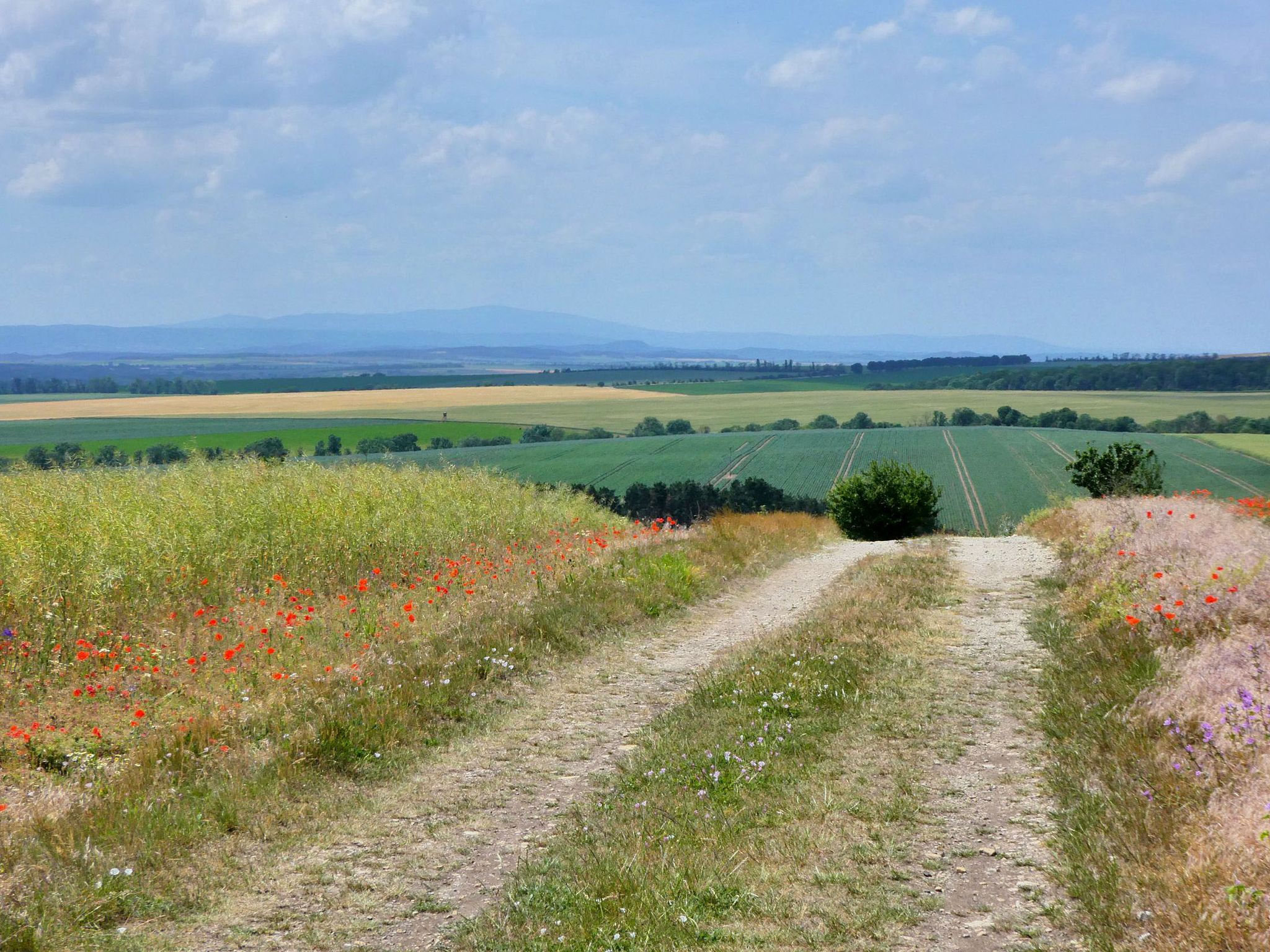 Blick vom Verlausten Hügel zum Berg