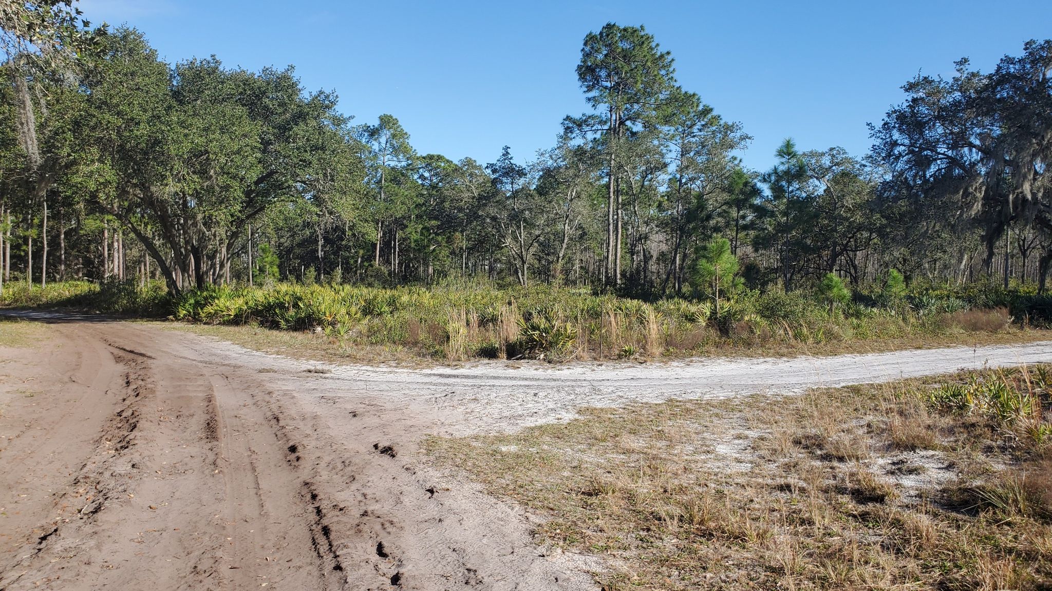 Fork in a dirt road surrounded by trees and brush on a sunny day. - Three Lakes Loop
