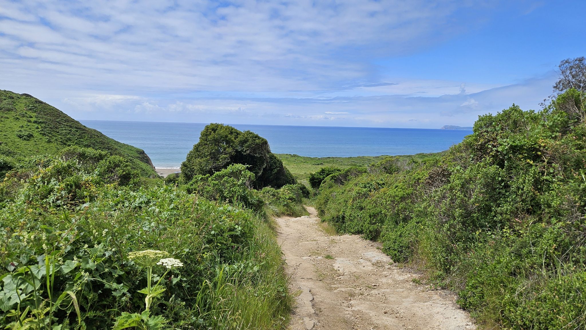 A dirt path winds through green hills towards a distant blue ocean. - Alamere Falls via Coast Trail from Palomarin Trailhead