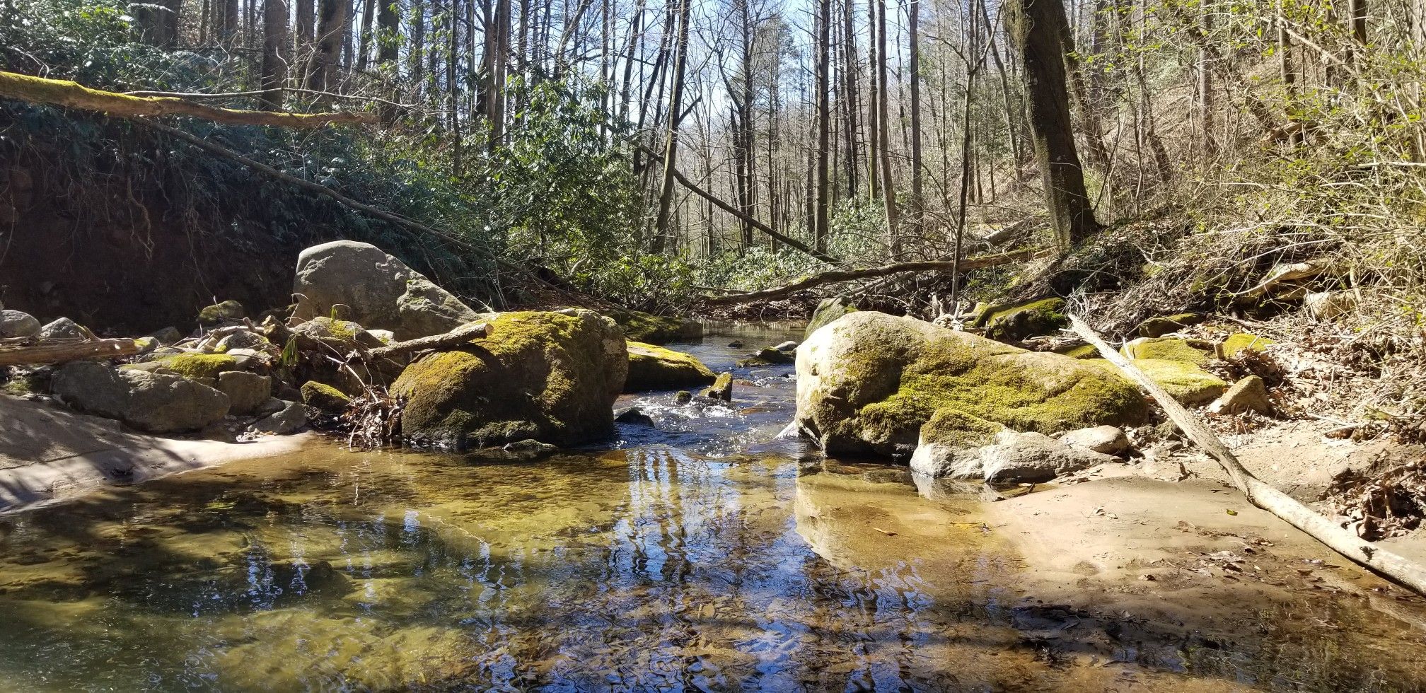 A clear stream flows past mossy rocks in a sunlit, dense forest. - Pulliam Creek Trail