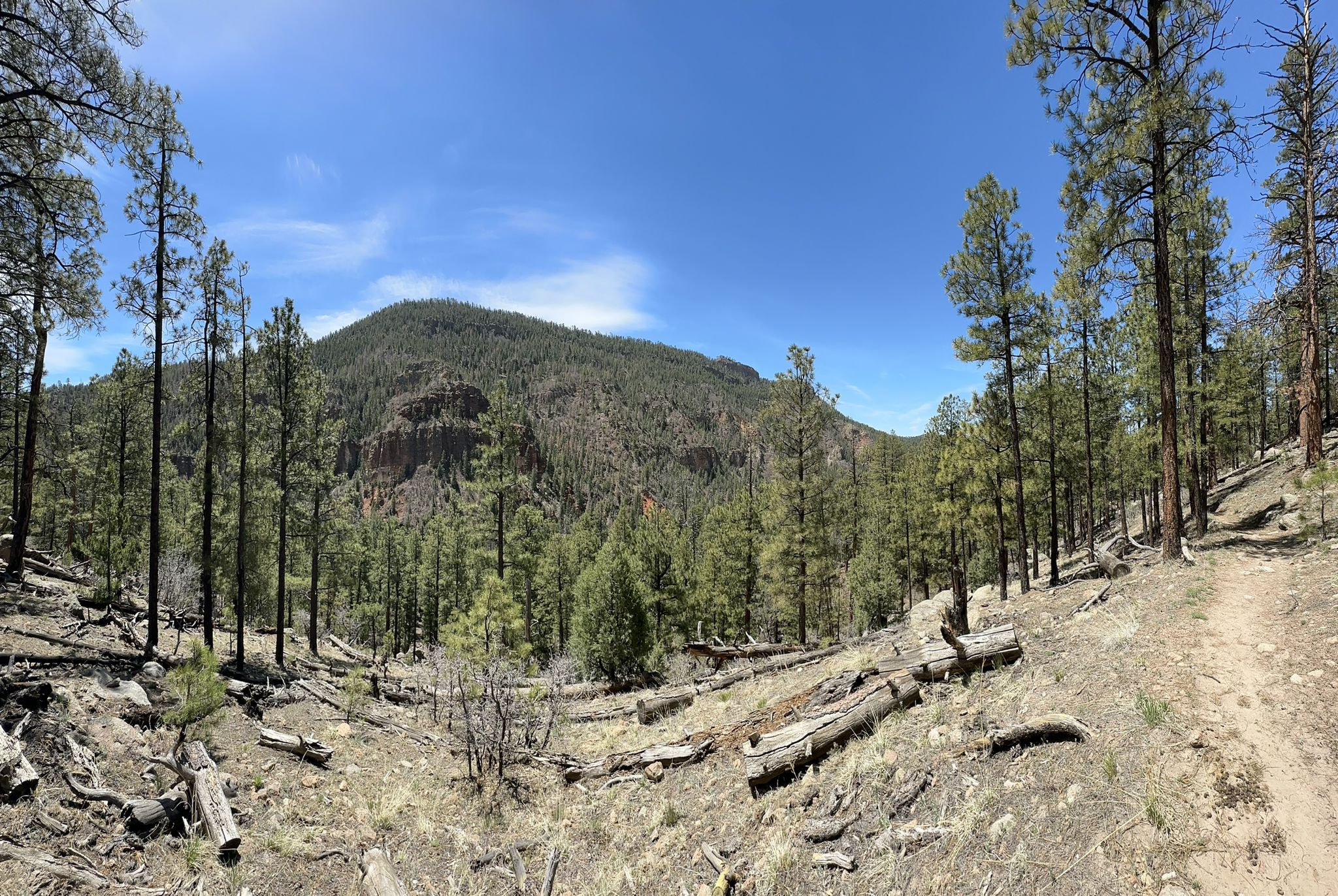 Panoramic view of a forested mountain under a bright blue sky. - East Fork Trail 137