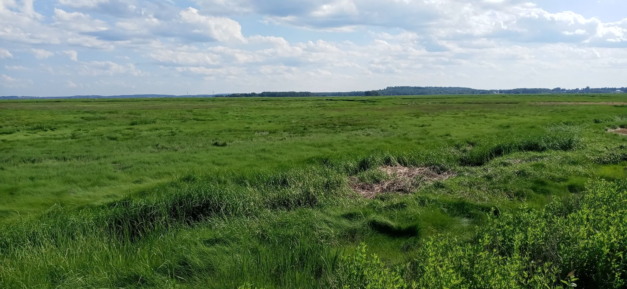 Vast expanse of vibrant green marsh grass under a partly cloudy sky. - Plum Island Lighthouse – Clipper City Rail Trail loop from Newburyport