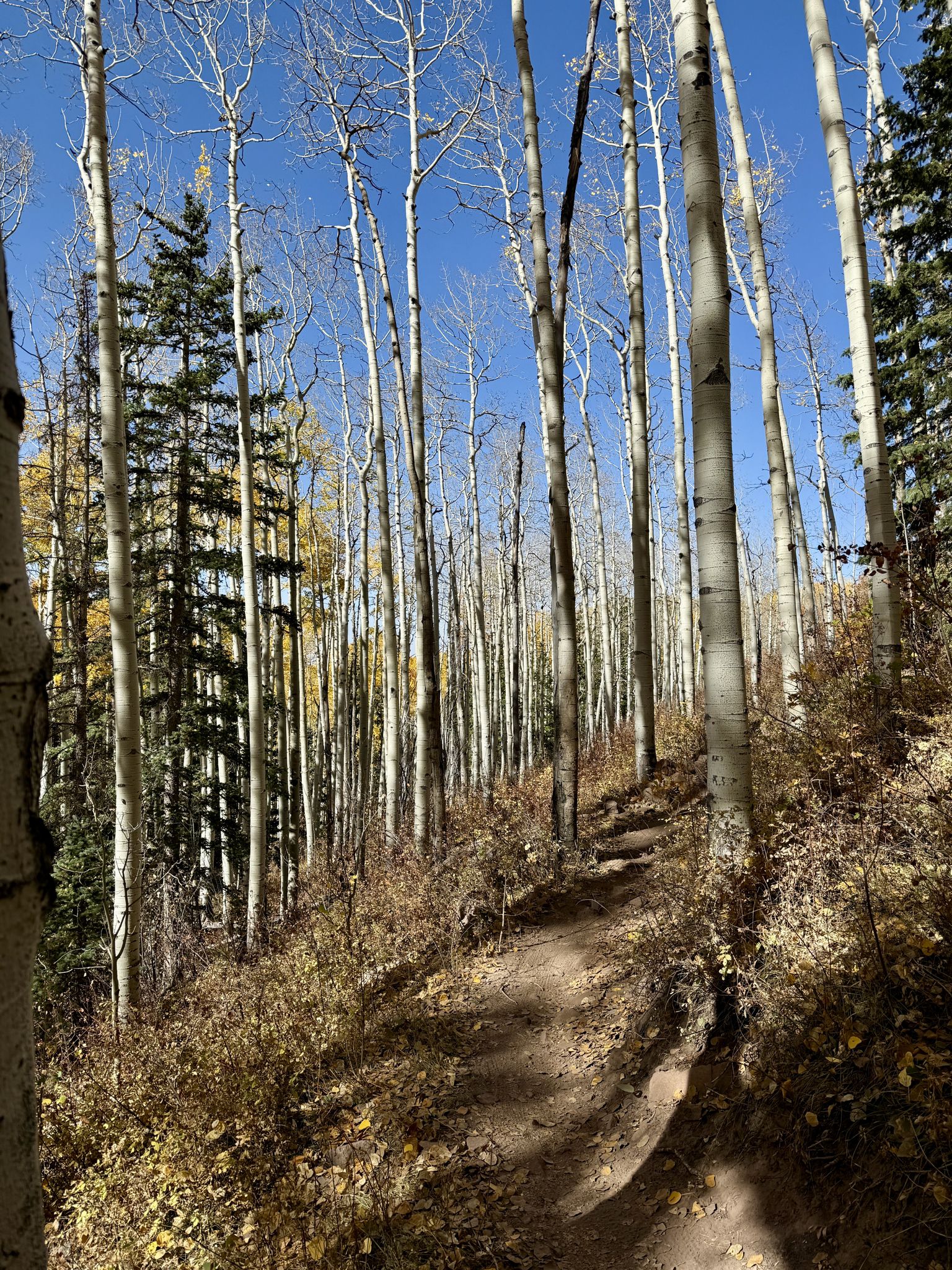 A sunlit dirt path winding through a dense forest of tall aspen trees. - Burro Pass Trail