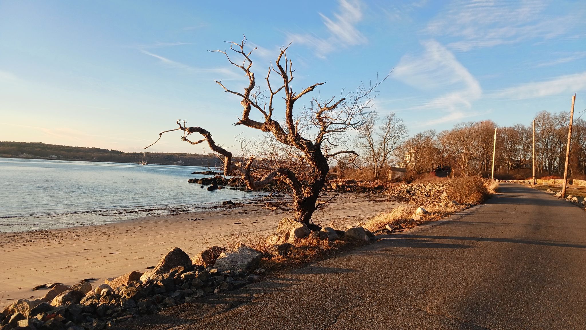 Bare tree on a sandy beach next to a road at golden hour. - Eastern Point Lighthouse – Eastern Point Lighthouse loop from Seine Field
