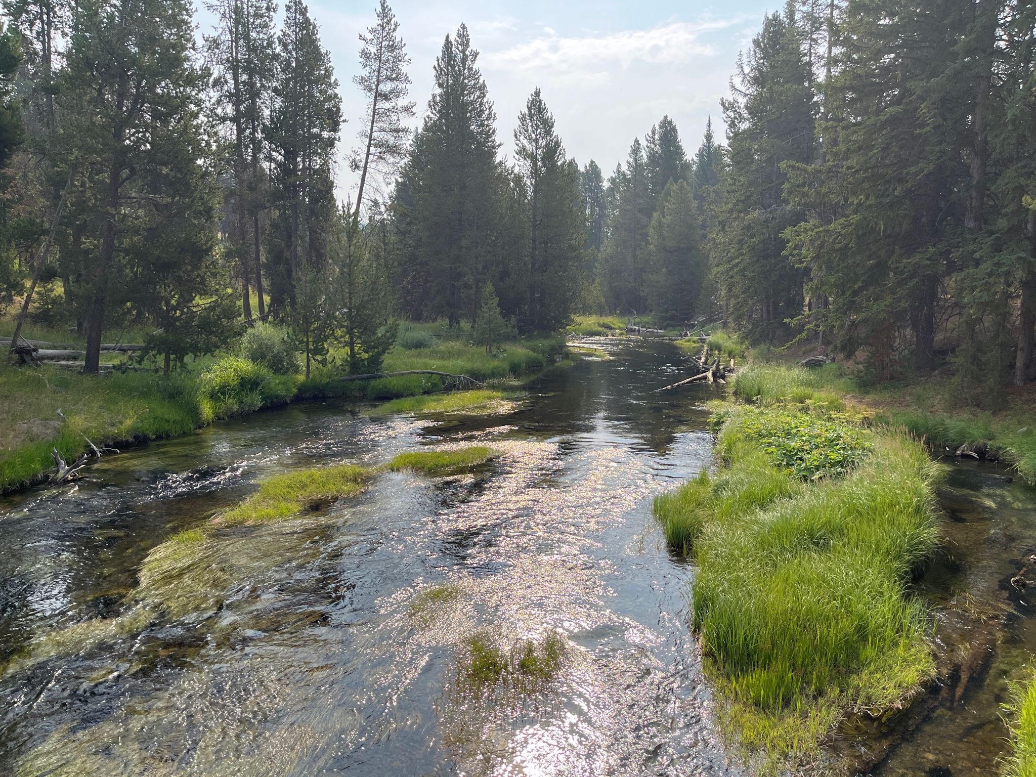 A calm river flows through a dense pine forest with sunlit grassy banks. - Firehole River – Old Faithful Geyser loop from Old Faithful Inn