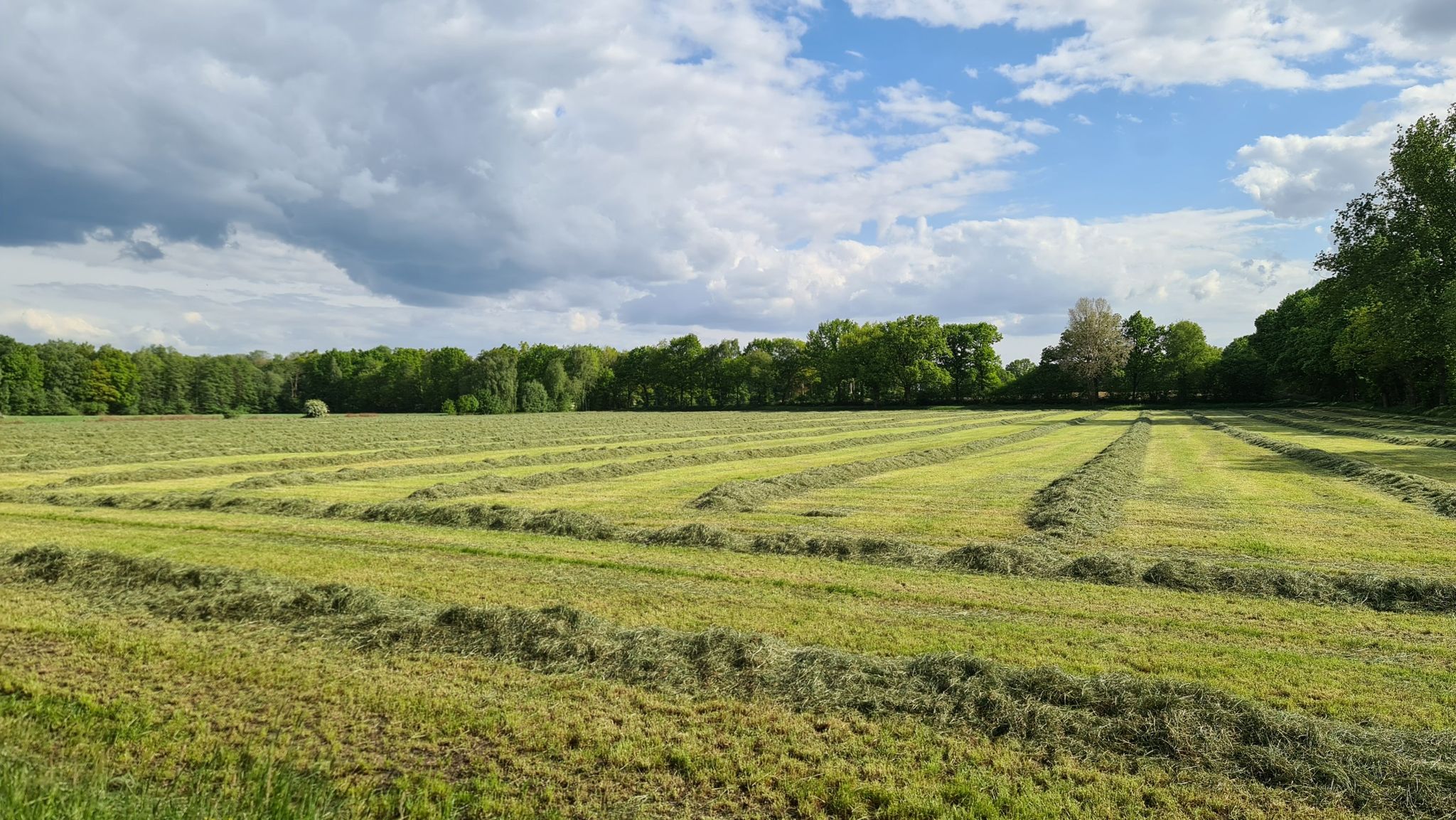 Der erste Grasschnitt..