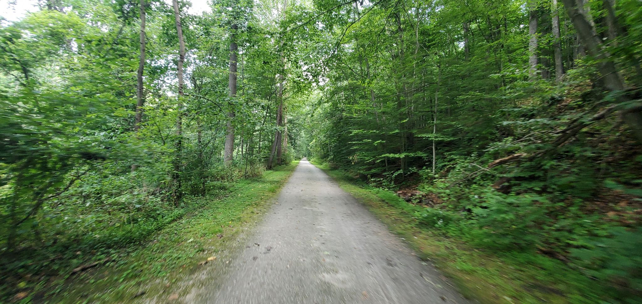 Long, straight dirt path through a dense green forest on a bright day. - Torrey C. Brown Rail Trail