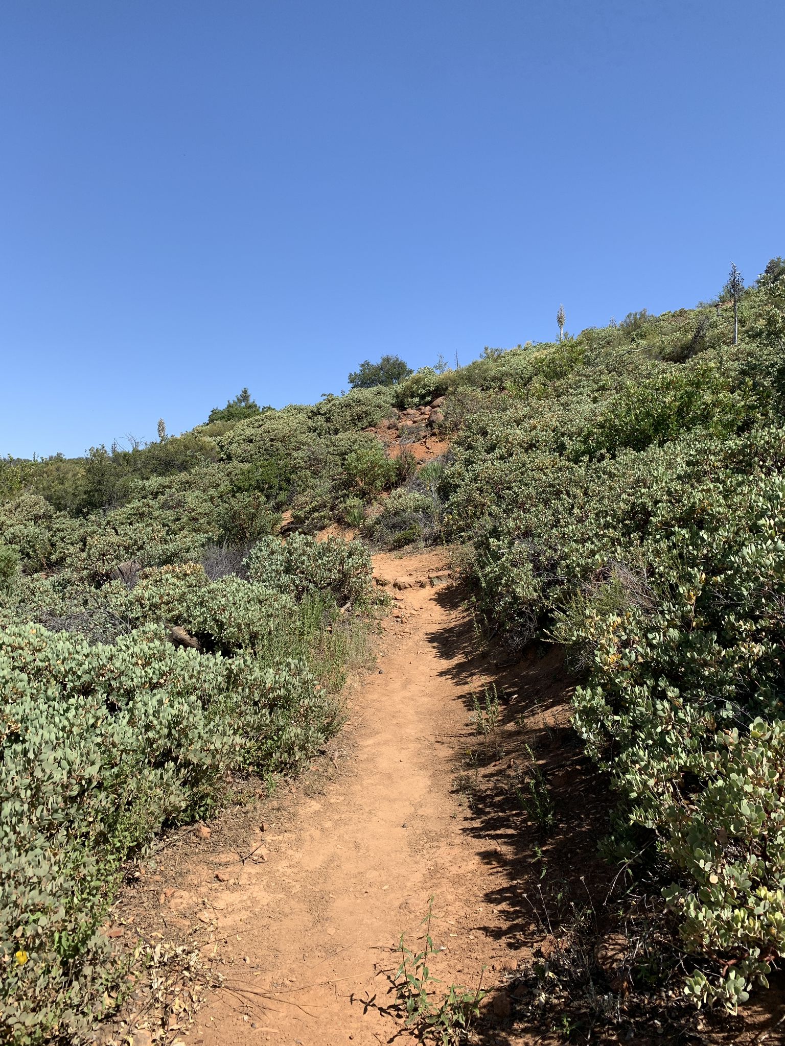 A narrow dirt trail ascends a sunlit hill covered in green bushes. - Canyon Oak Loop