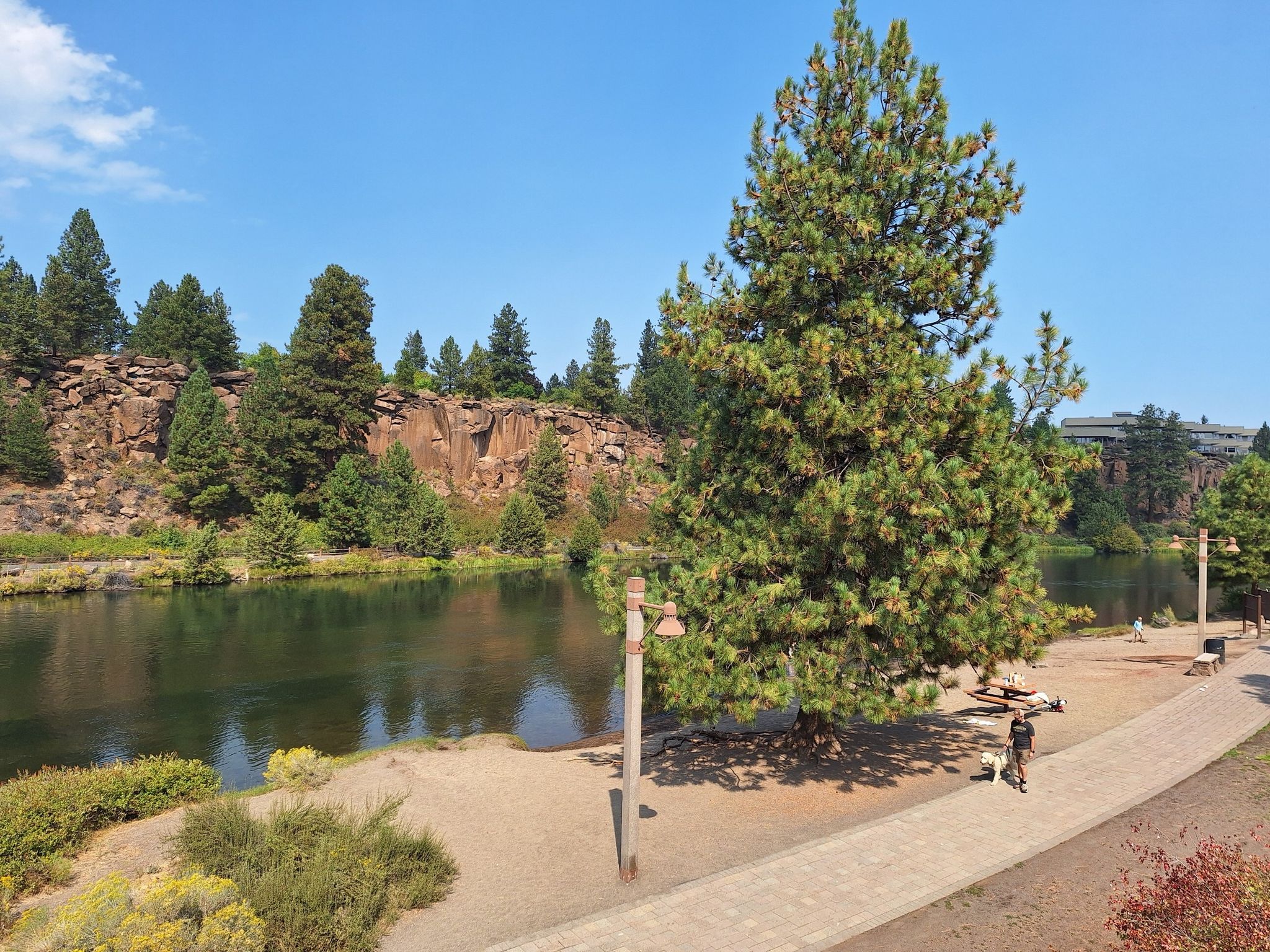River flowing past rocky cliffs, large pine tree, and paved path. - Farewell Bend Park – Farewell Bend Park loop from Deschutes Brewery