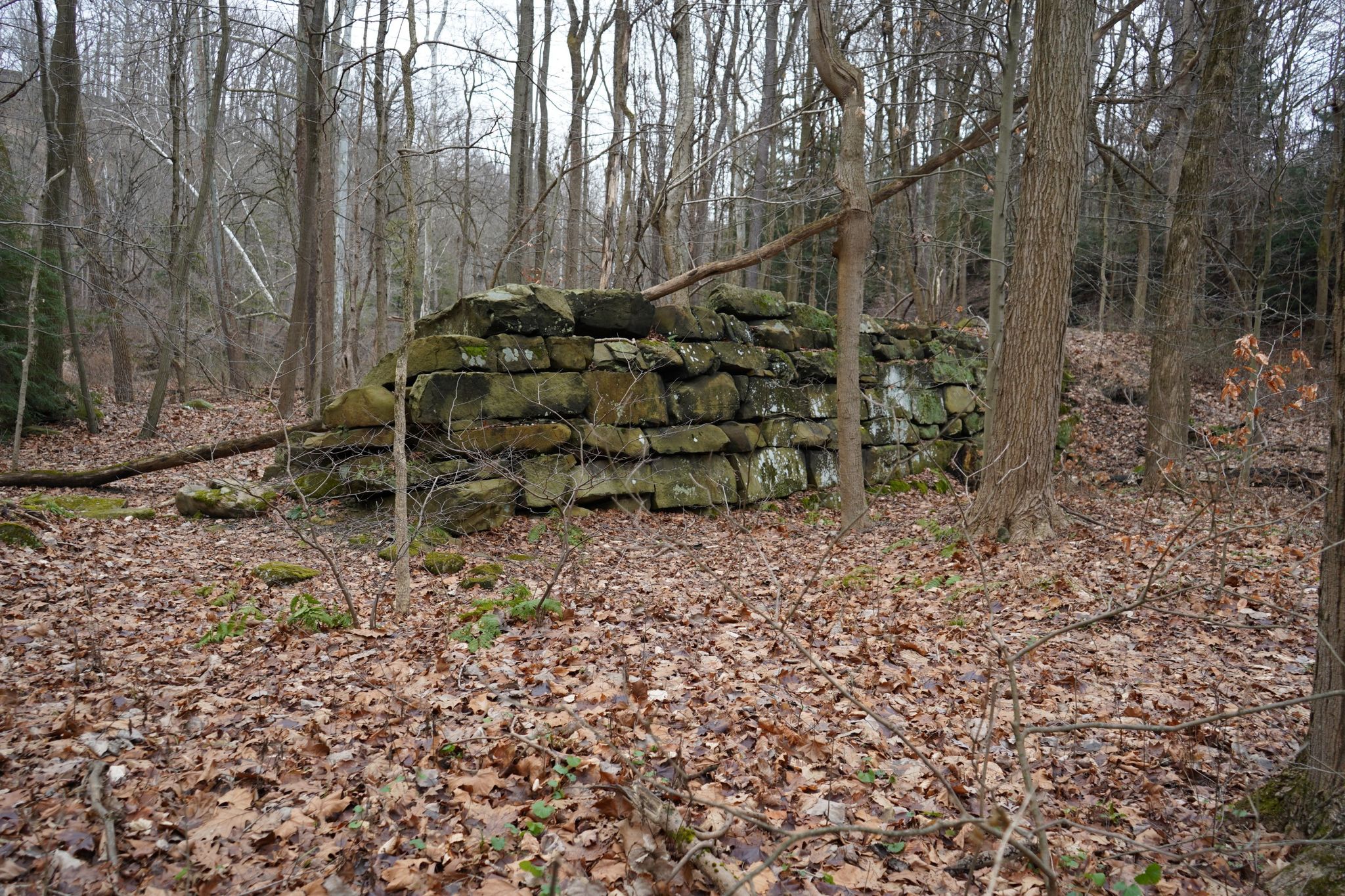 Mossy stone wall structure in a bare forest with fallen leaves under overcast sky. - Bedford Reservation Buckeye Trail Loop