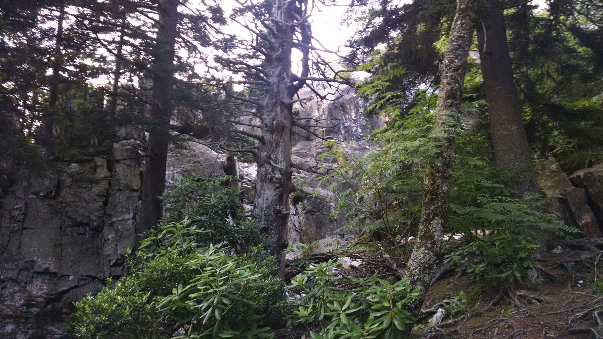 Dark, dense forest with tall trees and rocky cliffs on an overcast day. - Old Butt Knob – Dog Loser Knob loop from Shining Creek Trailhead