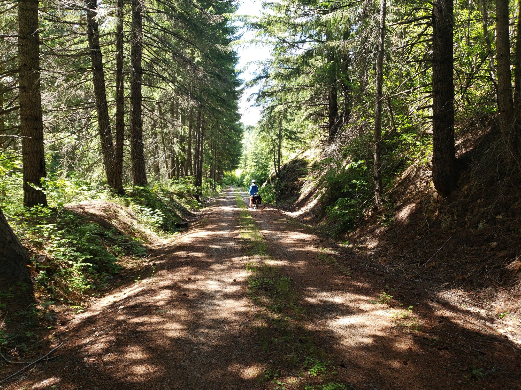 A person cycles on a sun-dappled dirt path through a dense pine forest. - Lake Easton State Park – Whittier Tunnel loop from Easton State Airport