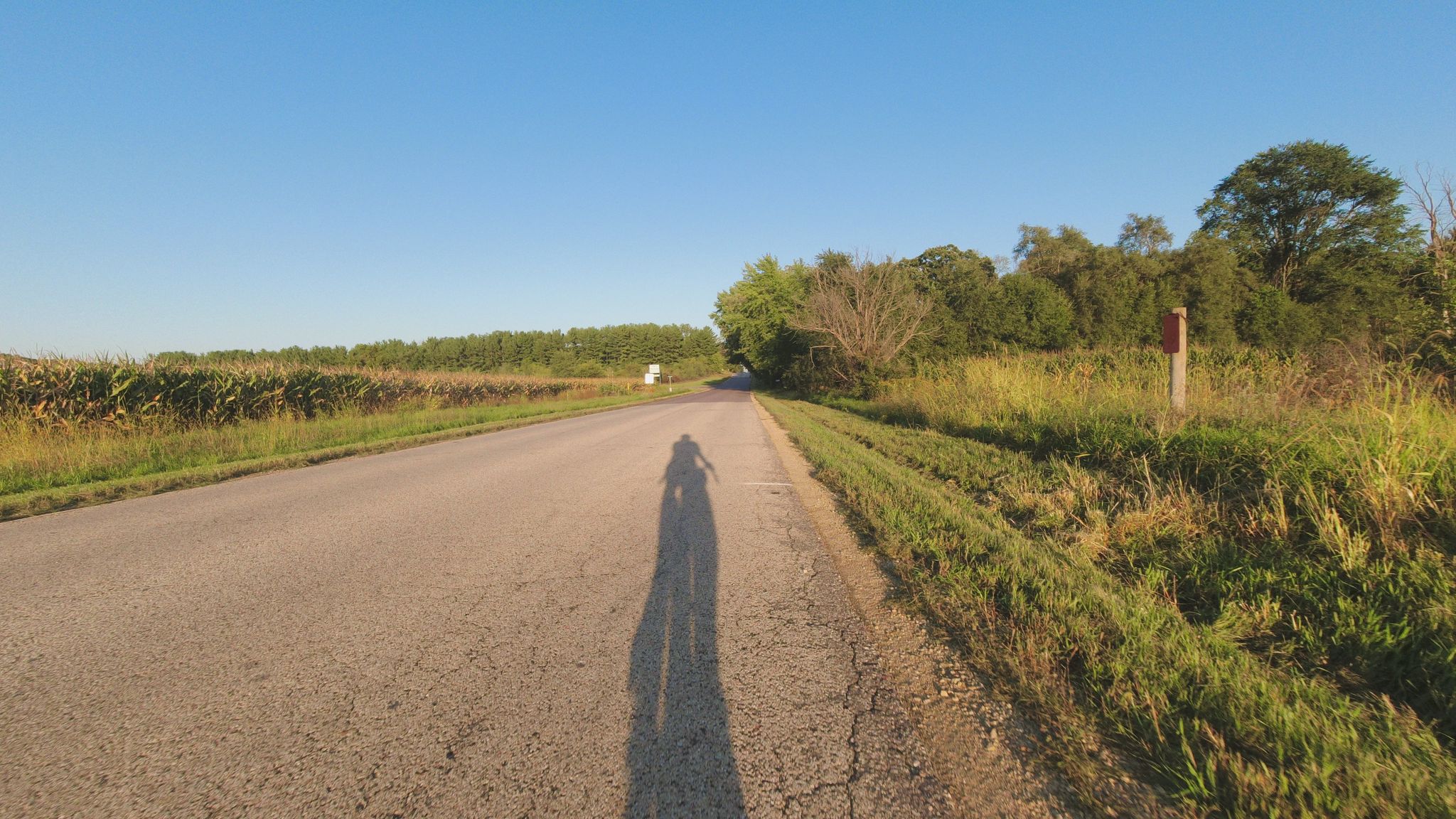 A long shadow of a person on a sunlit road beside a cornfield. - Crane loop