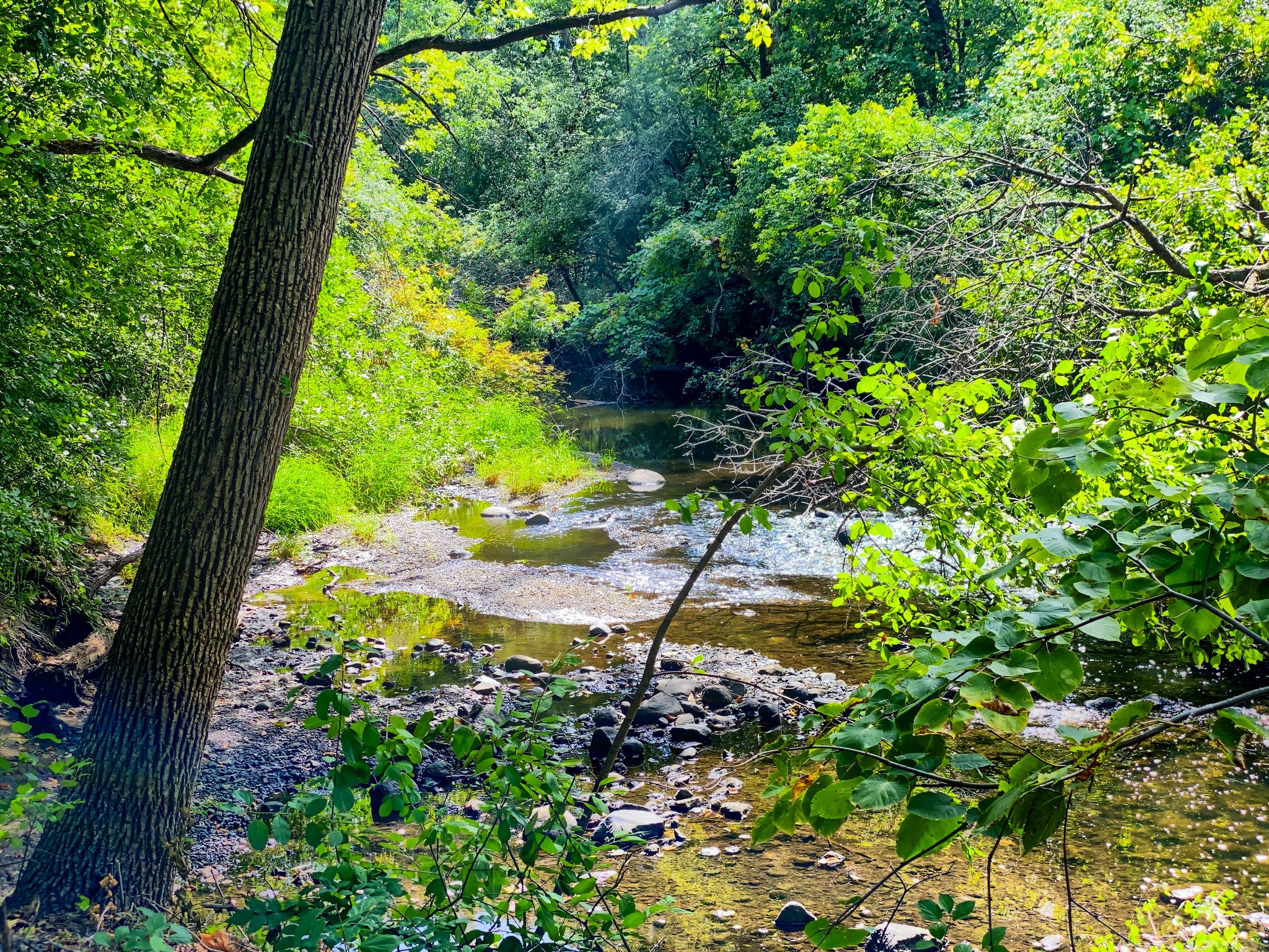 A sunlit stream flows through a lush green forest with a large tree. - Rice Creek Regional Trail Loop