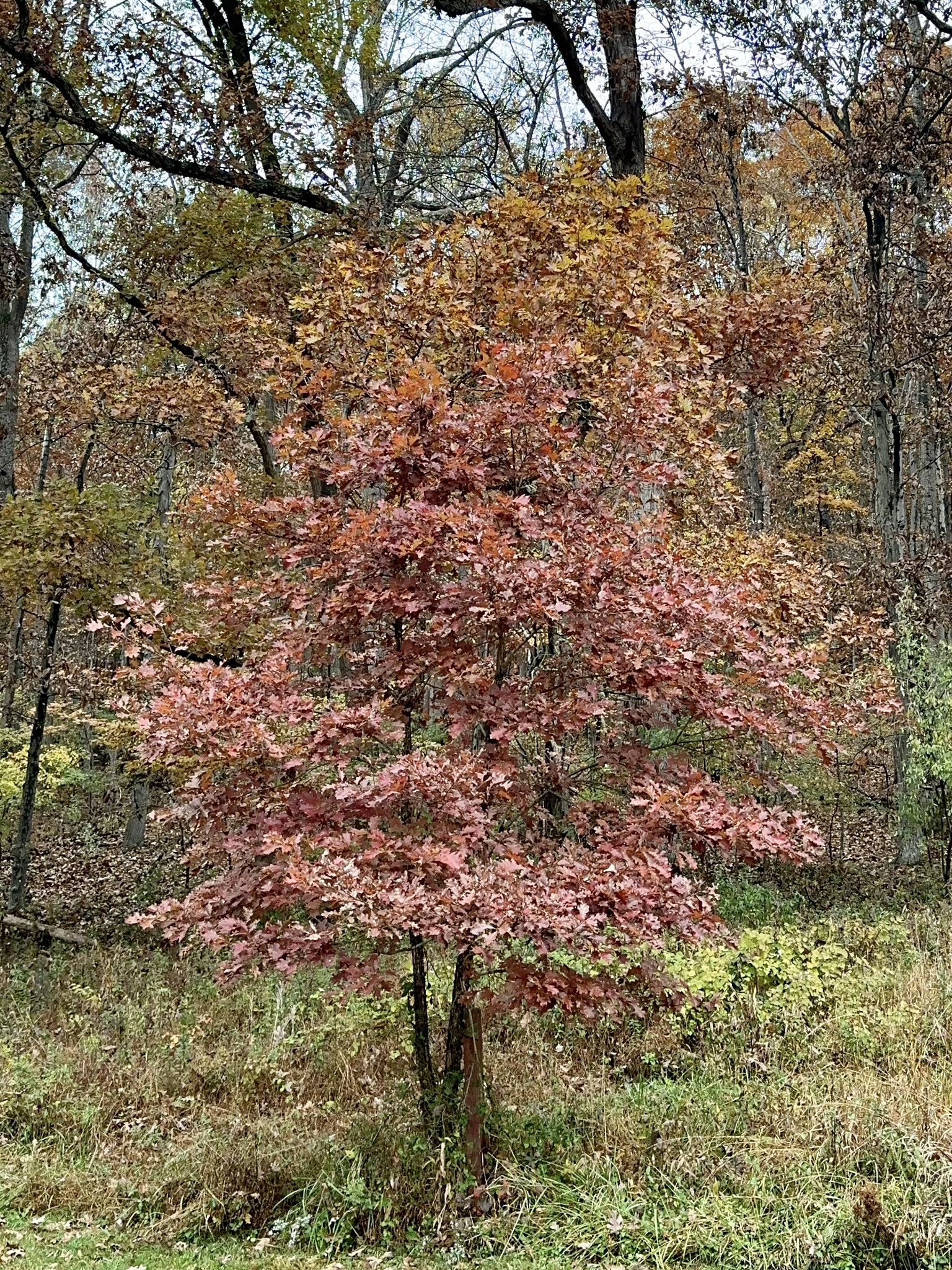 A small tree with vibrant red autumn leaves stands in a grassy clearing. - Boulevard Trail – Ravine Trail loop from Union Mills Reservoir Area