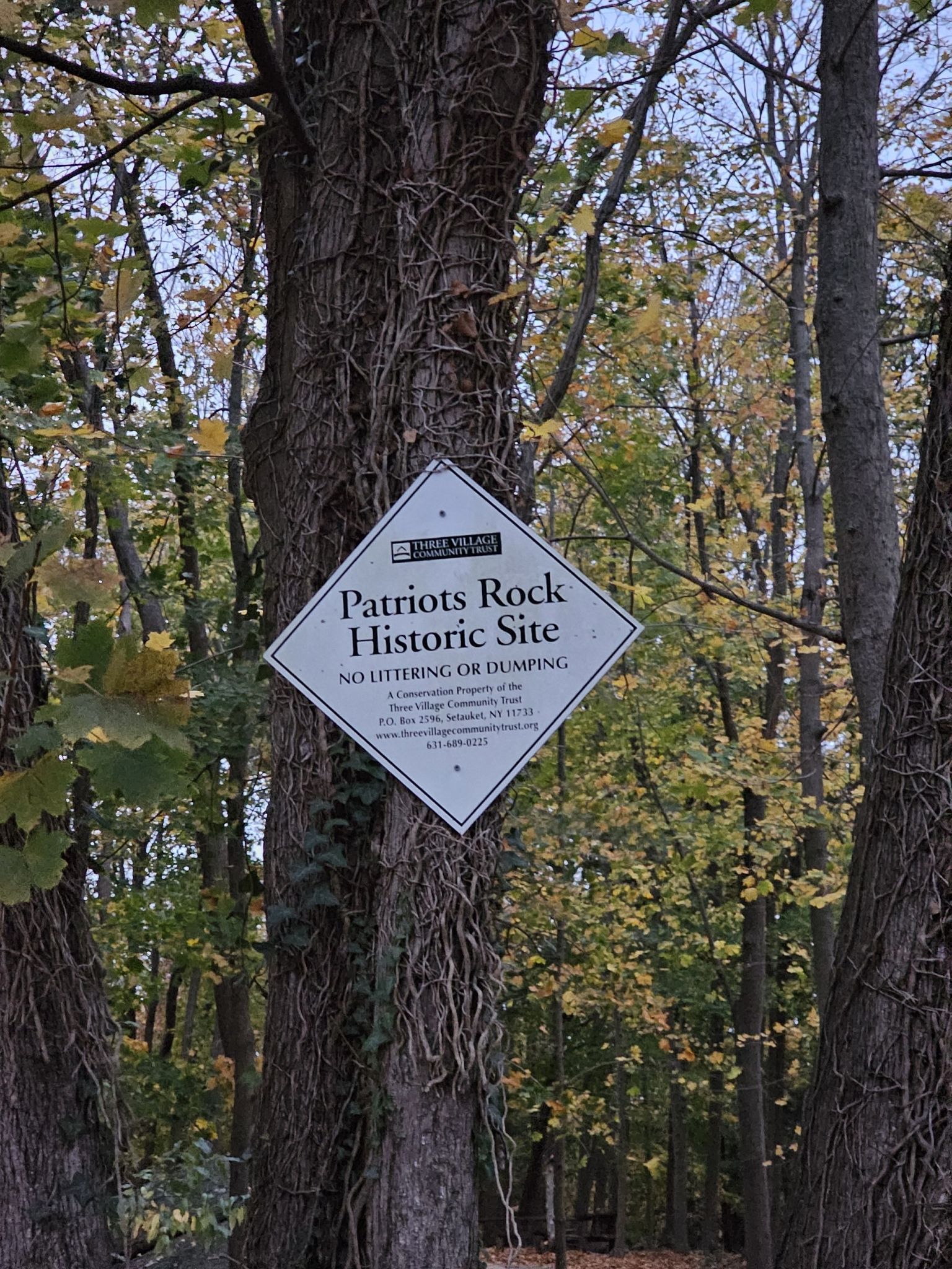 Diamond-shaped sign on a tree in a dense, leafy forest. - Belmont Lake State Park – Lake Ronkonkoma loop from Babylon