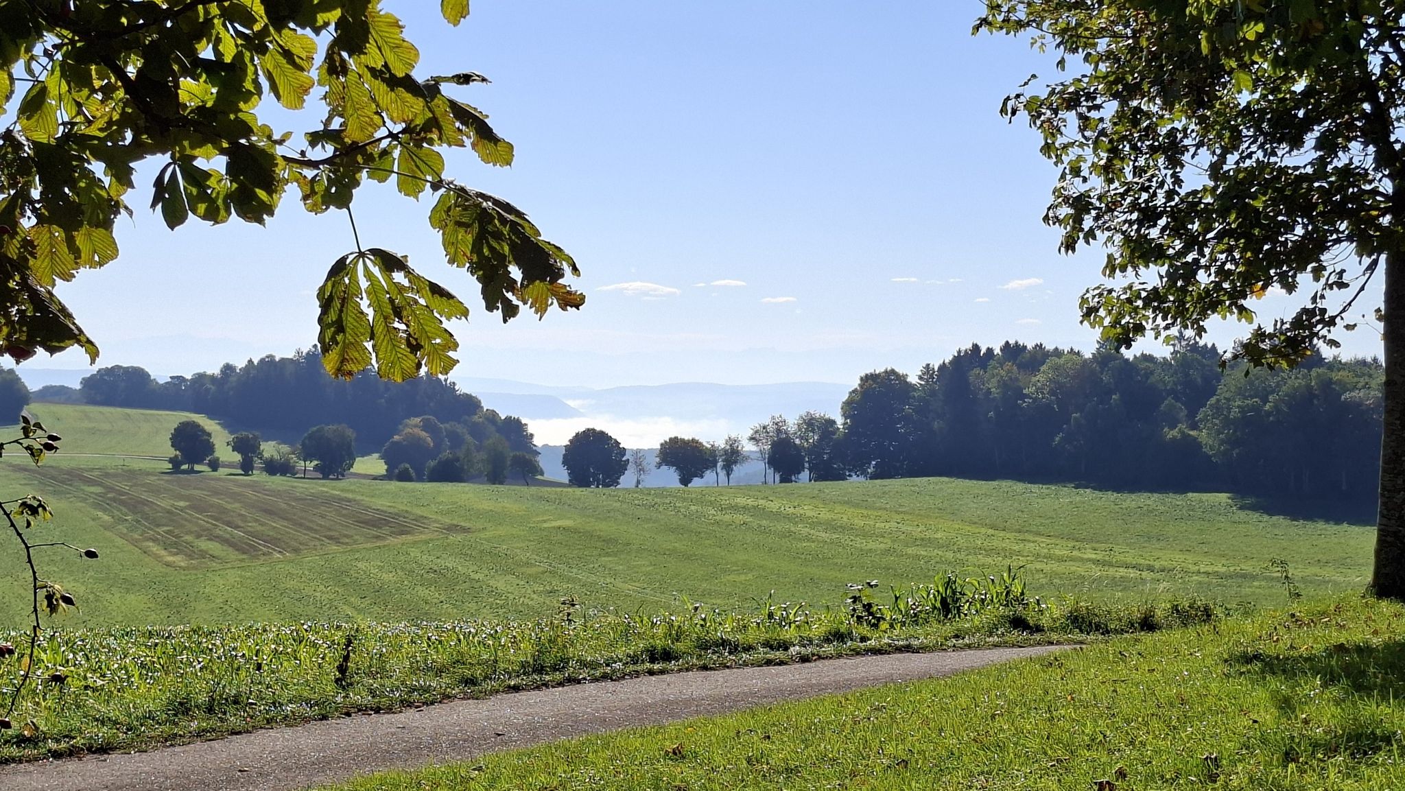 Nebel im Rheintal