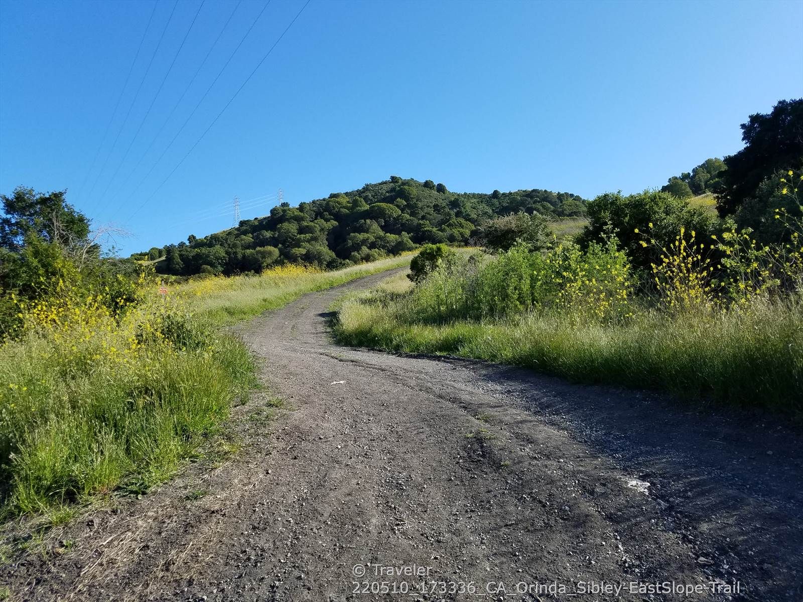 A winding dirt path ascends through sunny green hills with wildflowers and trees. - East Ridge and Round Top Loop