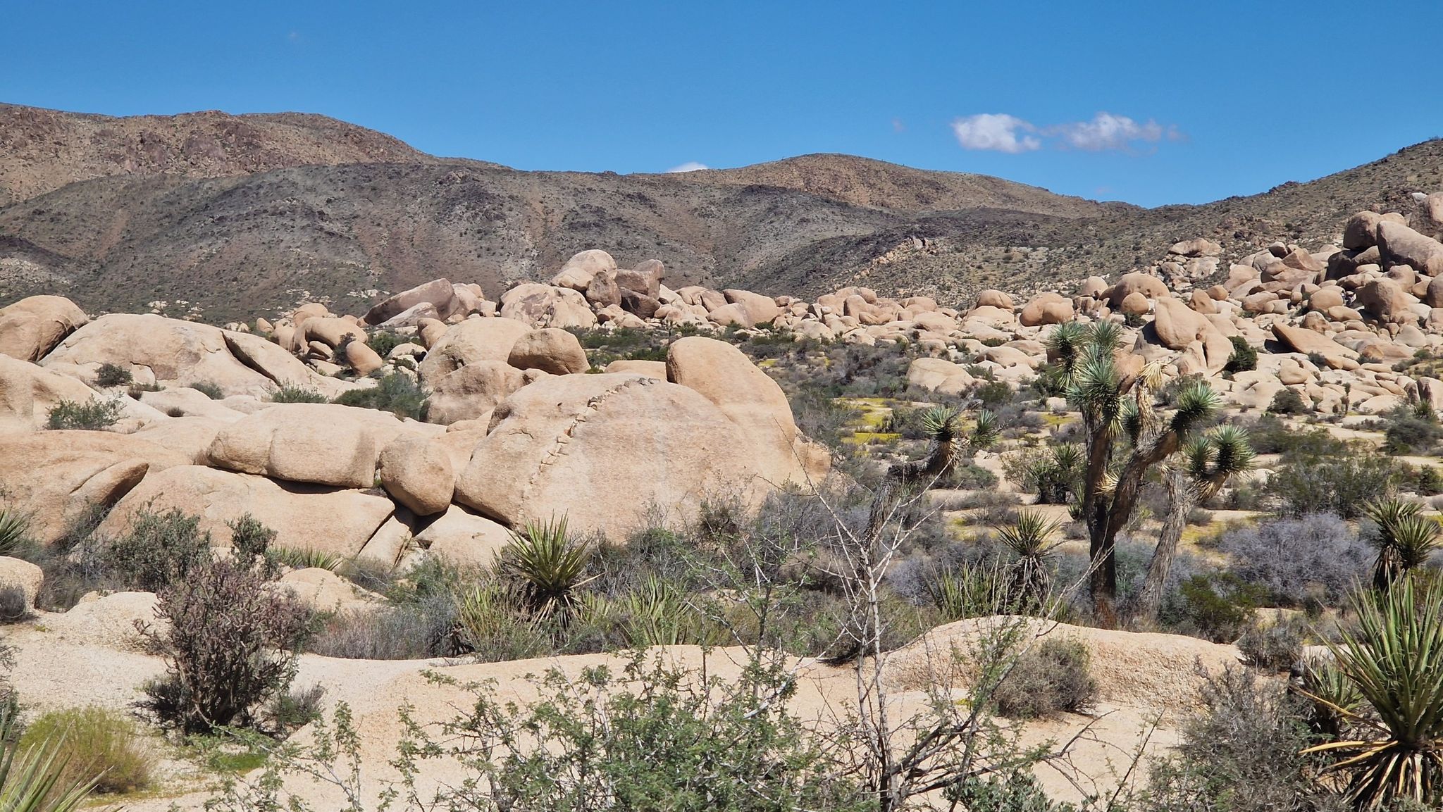 Expansive desert landscape with scattered boulders, sparse vegetation, and distant mountains. - Arch Rock Trail