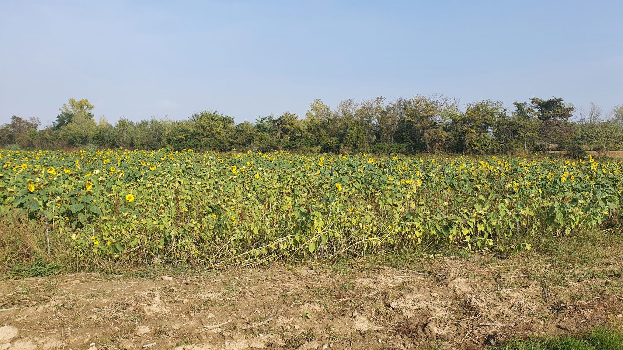 Girasoli a novembre