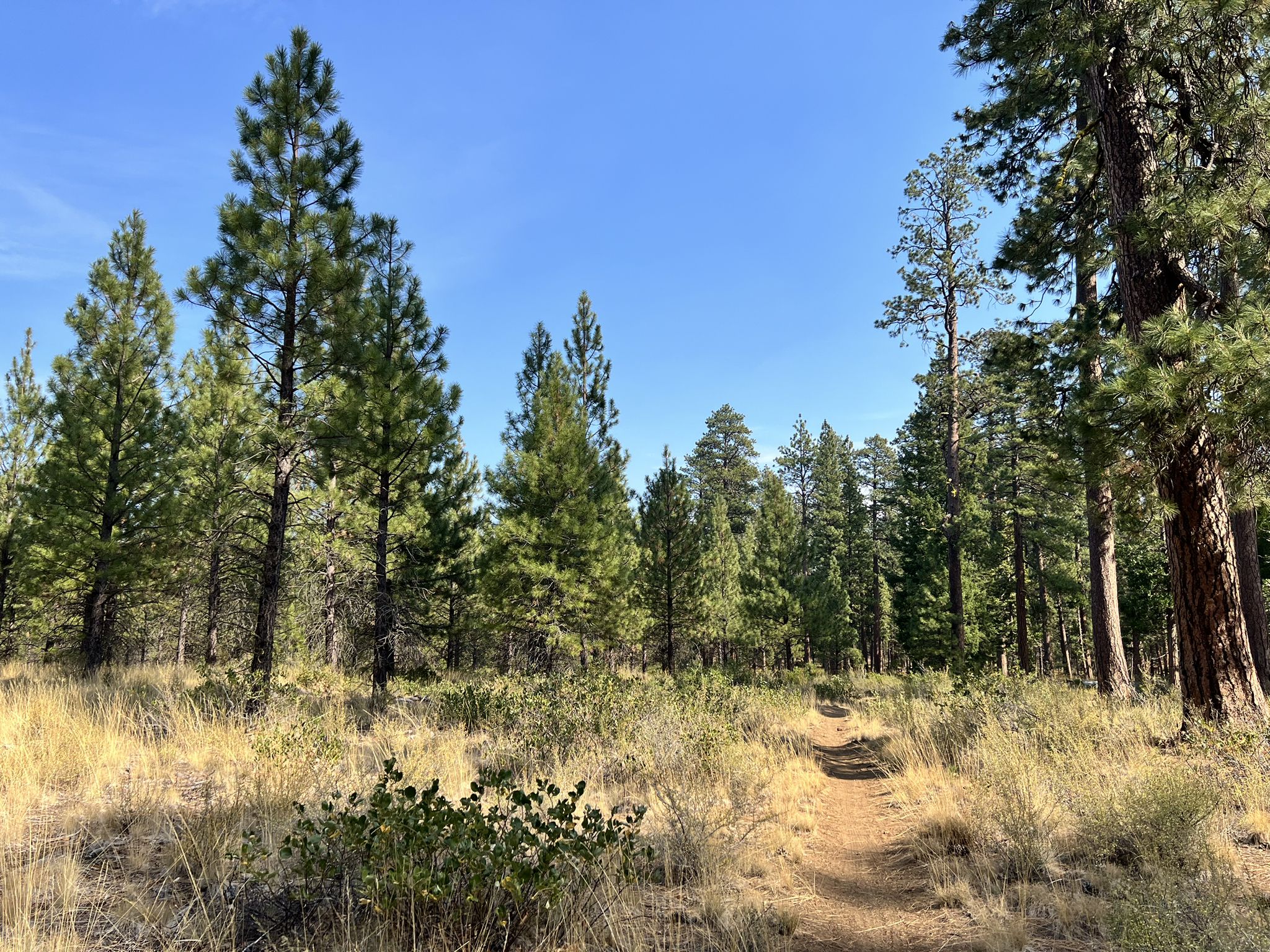 Sunny dirt path winding through a forest of tall pine trees and dry grass. - Sisters Coffee Company – Blazin Saddles Bike Shop loop from Sisters