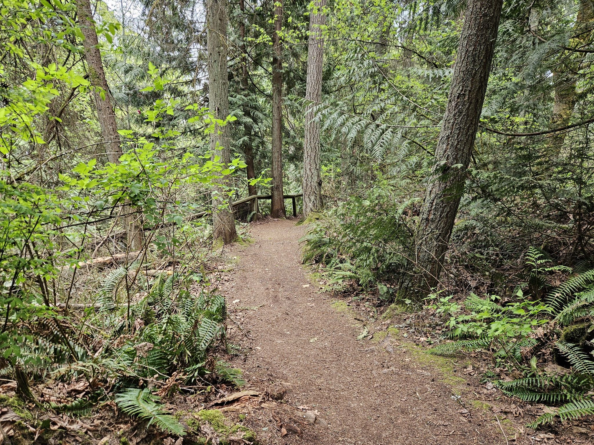 A winding dirt path through a dense, green forest on an overcast day. - Weowna Park loop from Lake Sammamish