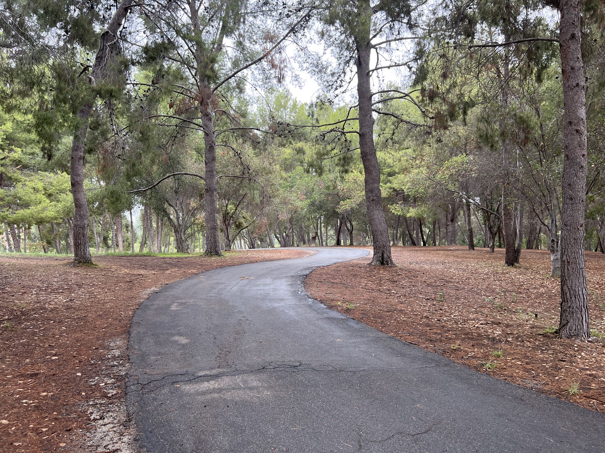 Winding paved path through a dense forest with tall trees. - Santa Ana River Trail