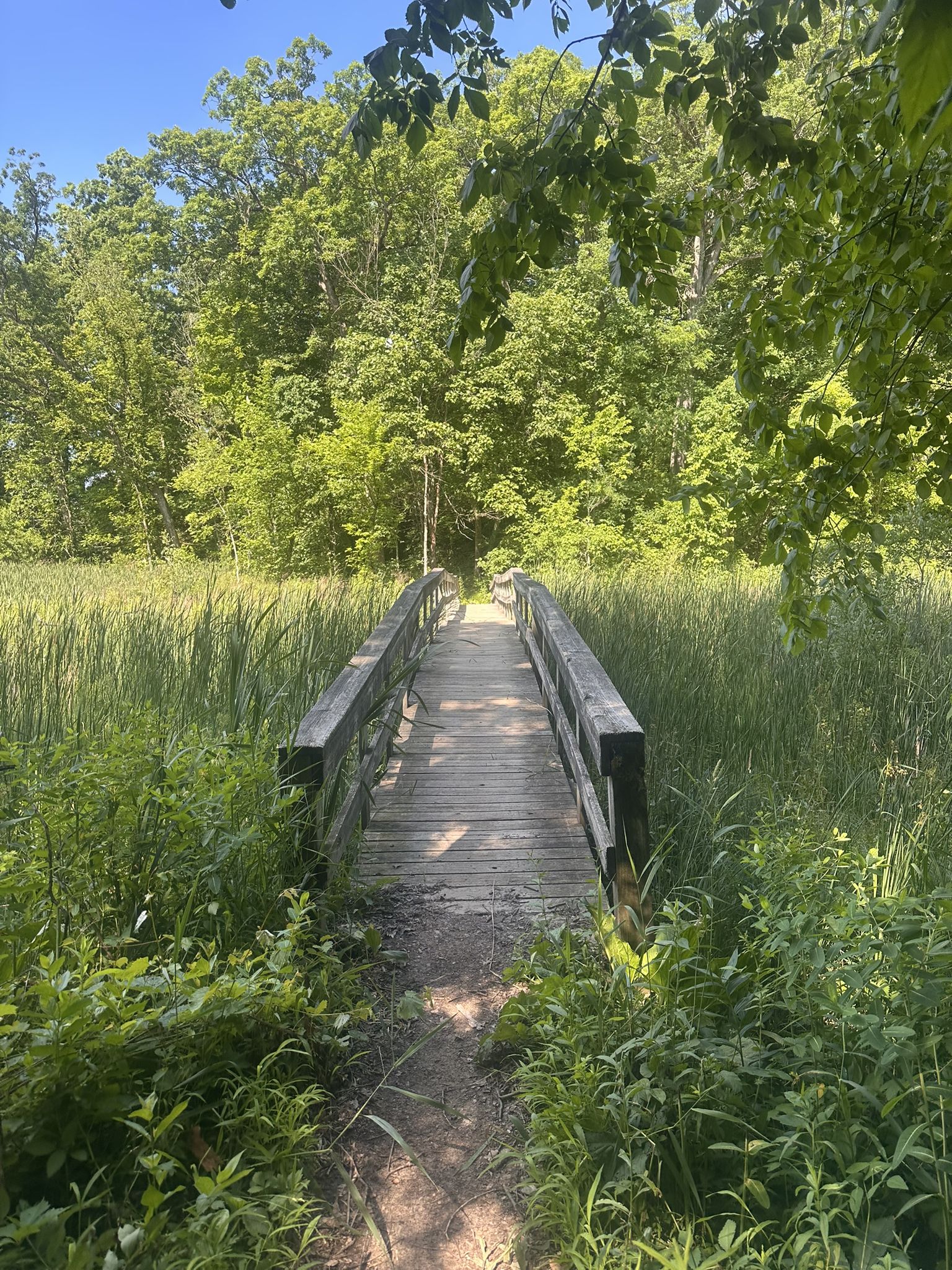 A wooden bridge crosses tall green reeds into a lush forest on a sunny day. - Crooked Lake Trail