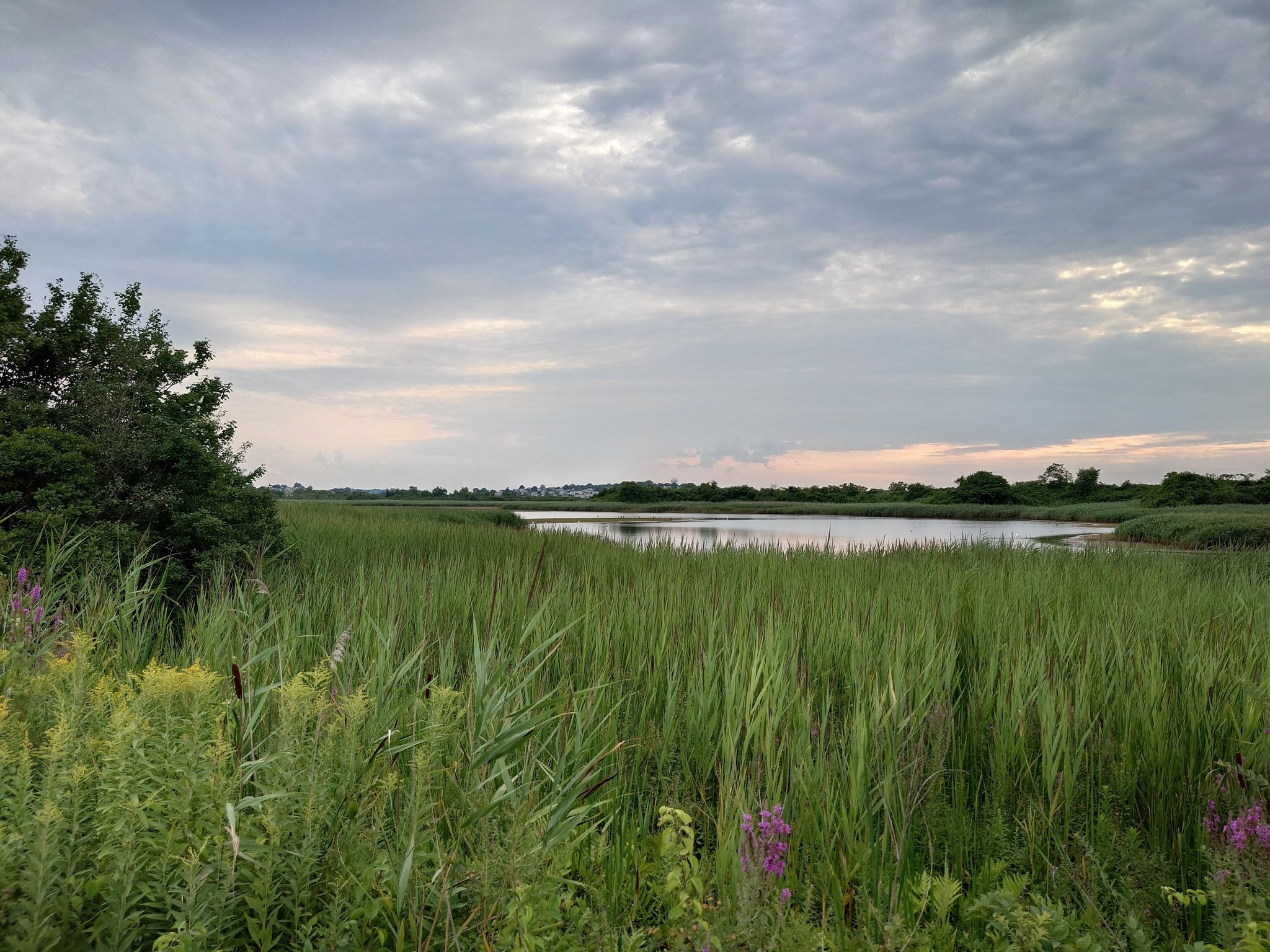 Lush green marsh reeds beside calm water under a cloudy sky. - Plum Island & Sandy Point State Reservation loop from Newburyport