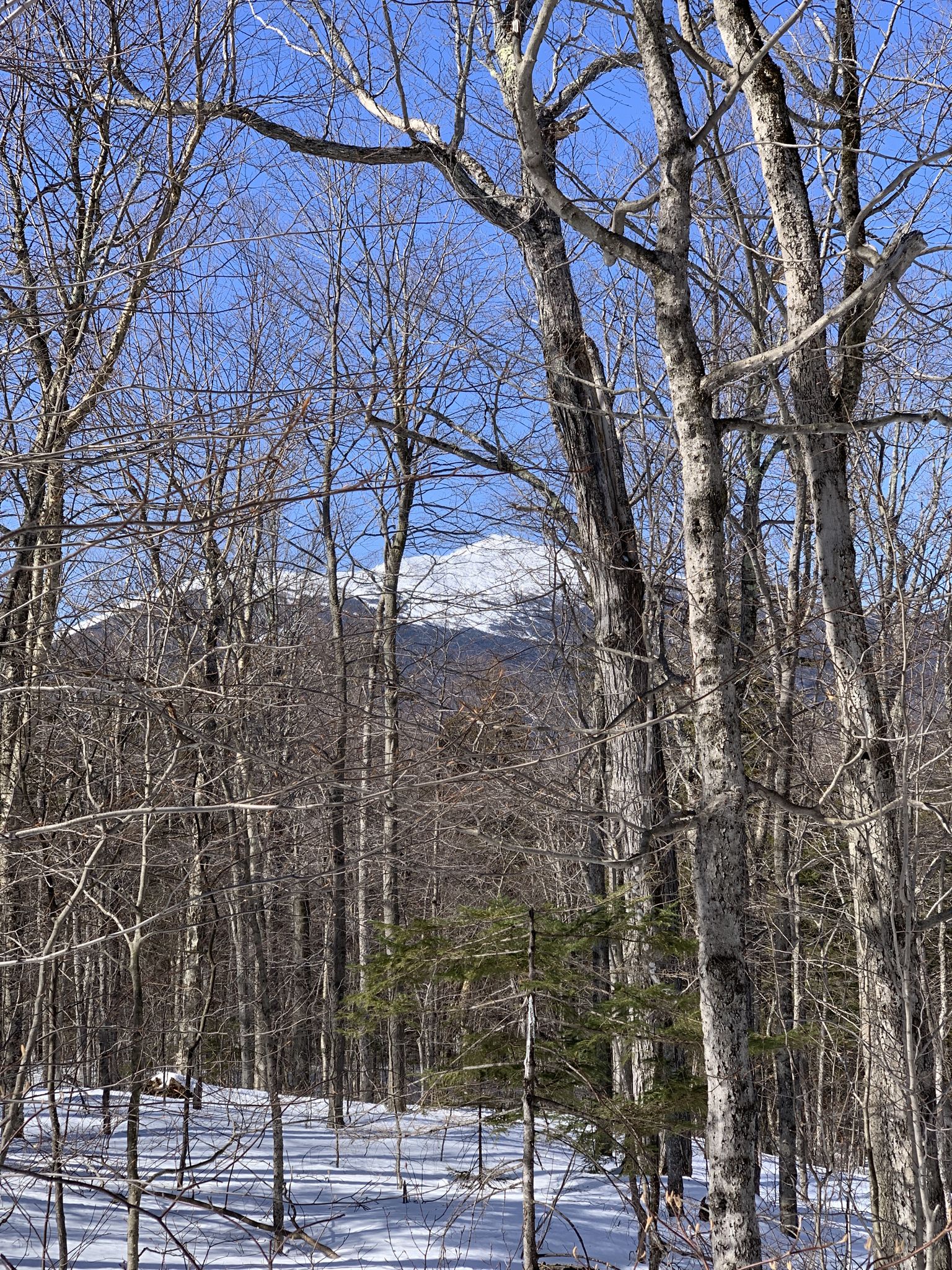 Snowy mountain peak visible through bare winter trees on a bright day. - Imp Trail Loop