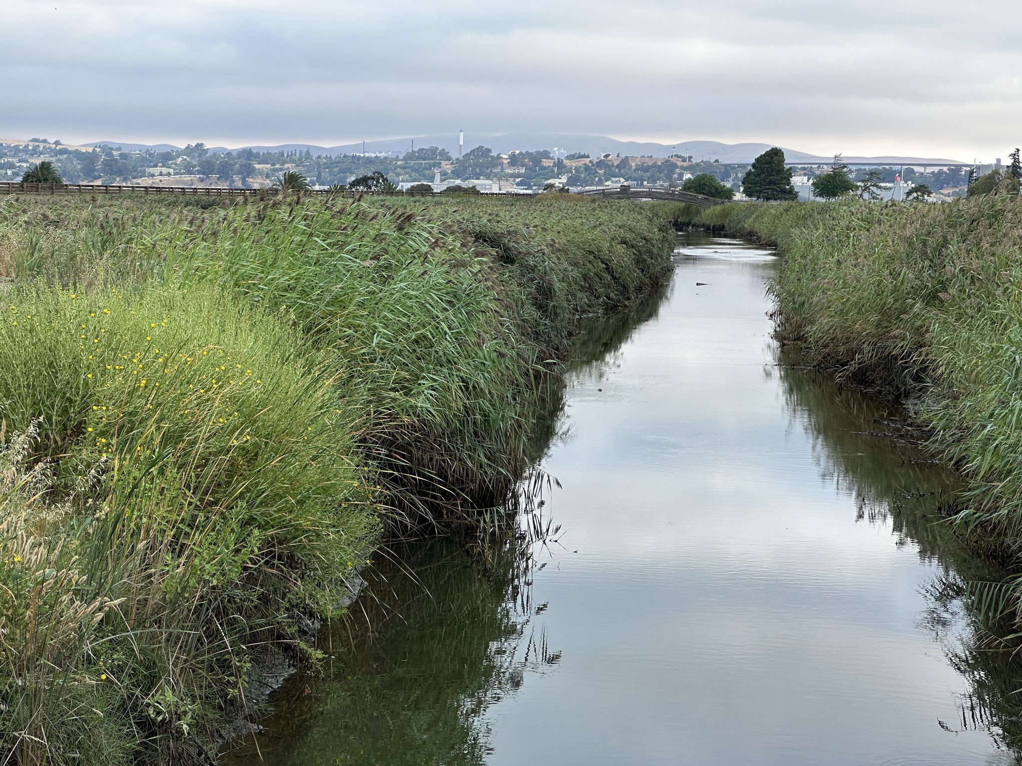 Narrow waterway through tall green reeds under an overcast sky. - Martinez Historic Downtown – Martinez Regional Shoreline loop from Martinez