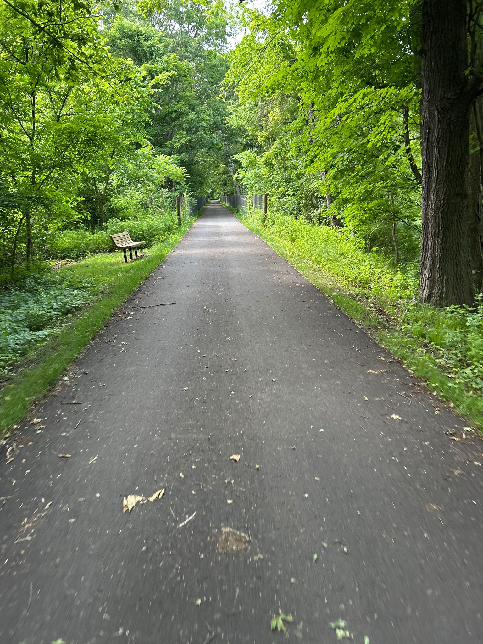 Paved path through a vibrant green forest with a wooden bench on the side. - The Ore Pit loop from Harlem Valley Rail Trail