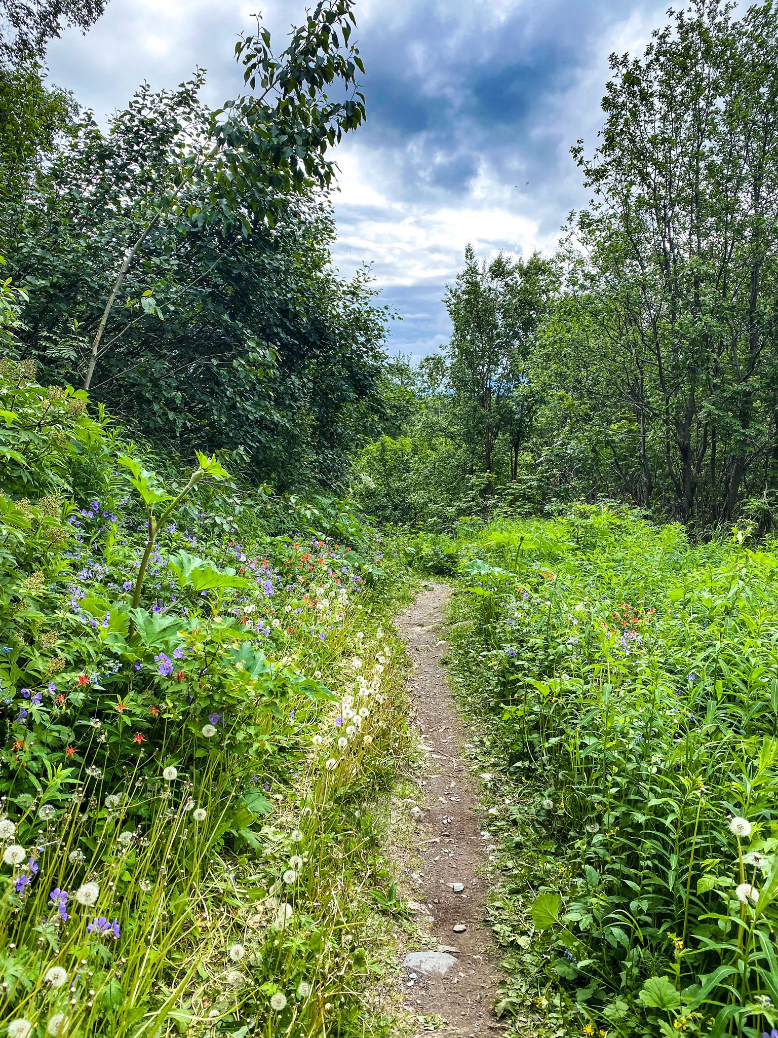 Narrow dirt path winding through dense green forest with wildflowers. - Devils Pass Lake – Devils Pass loop from Devil's Creek Trailhead