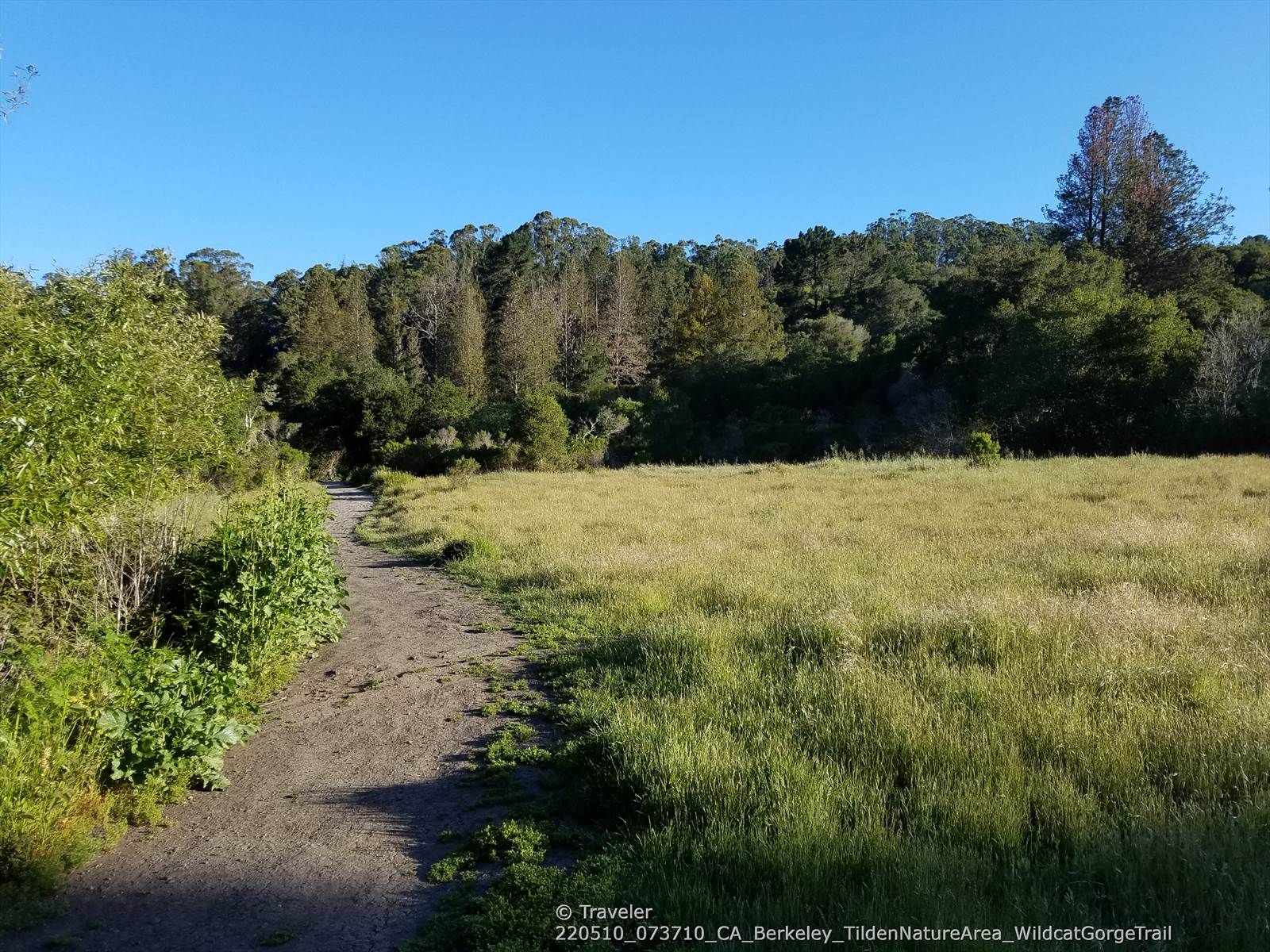 Dirt path alongside a sunny green field leading into a dense forest. - Meadows Canyon, Curran & Wildcat Gorge Trail Loop