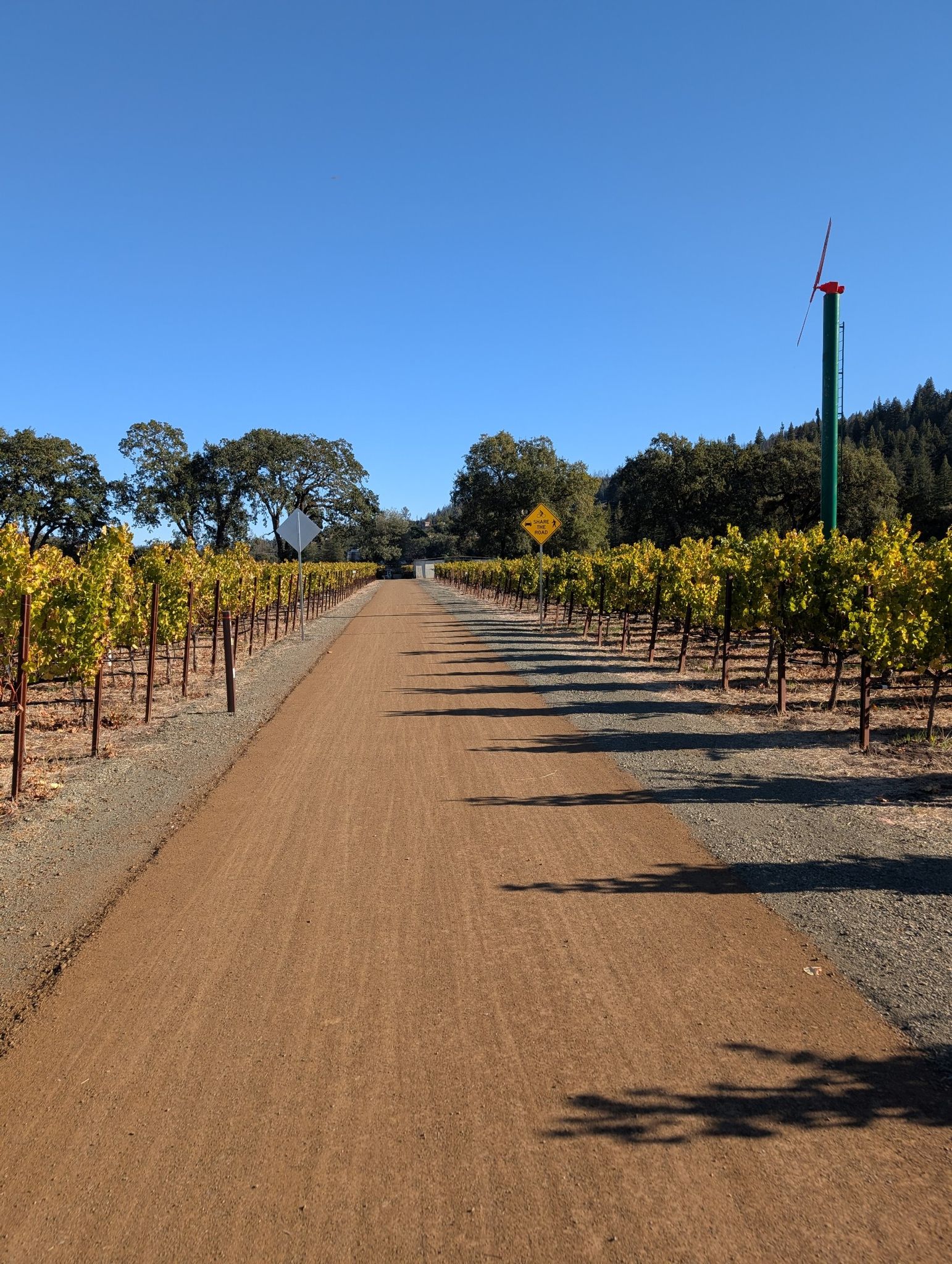 Sunny vineyard path with green vines, distant trees, and a small wind turbine. - Napa Valley Vine Trail