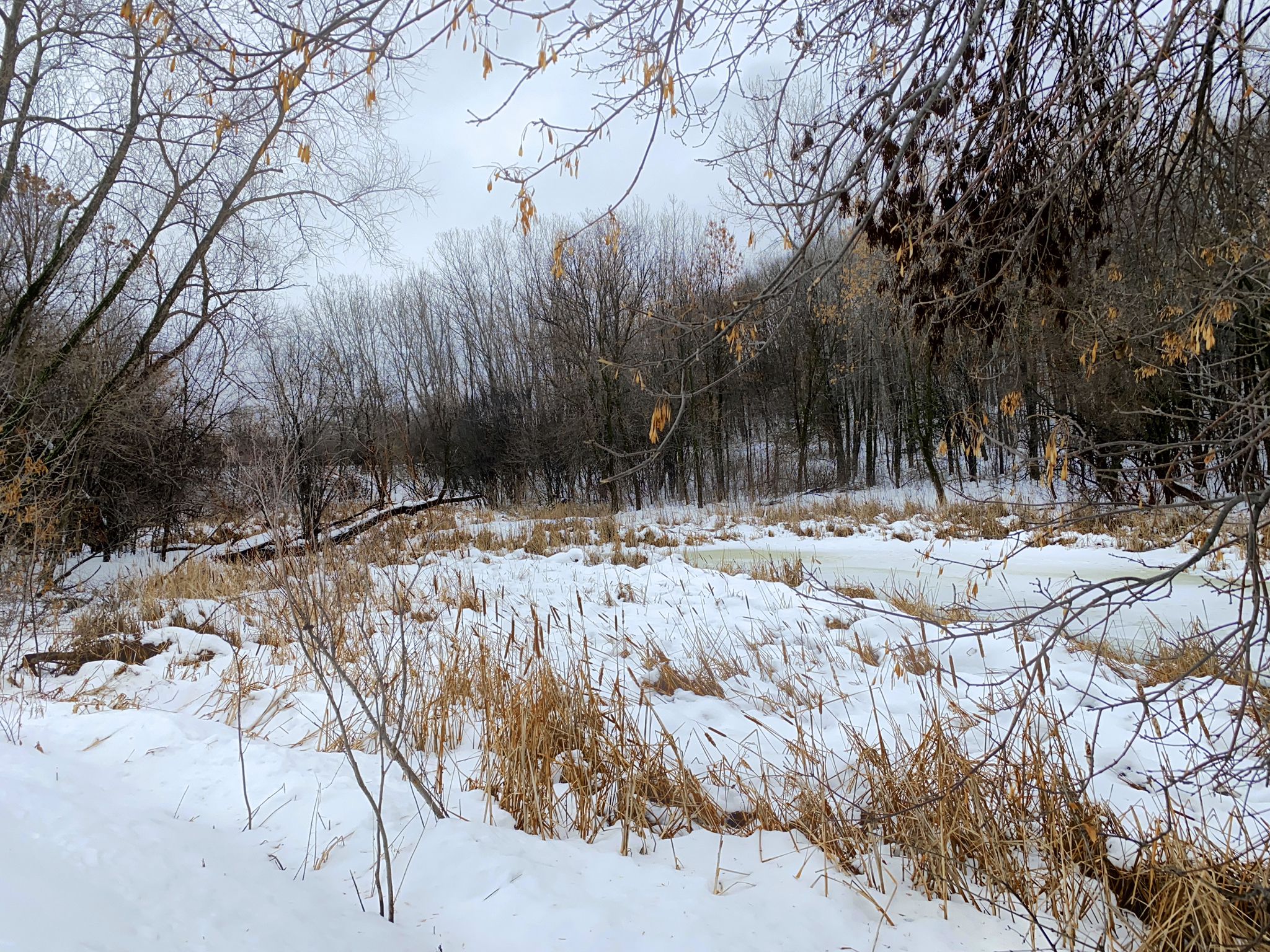 Snow-covered winter landscape with a frozen river, tall grasses, and bare trees. - Lake Smetana Loop