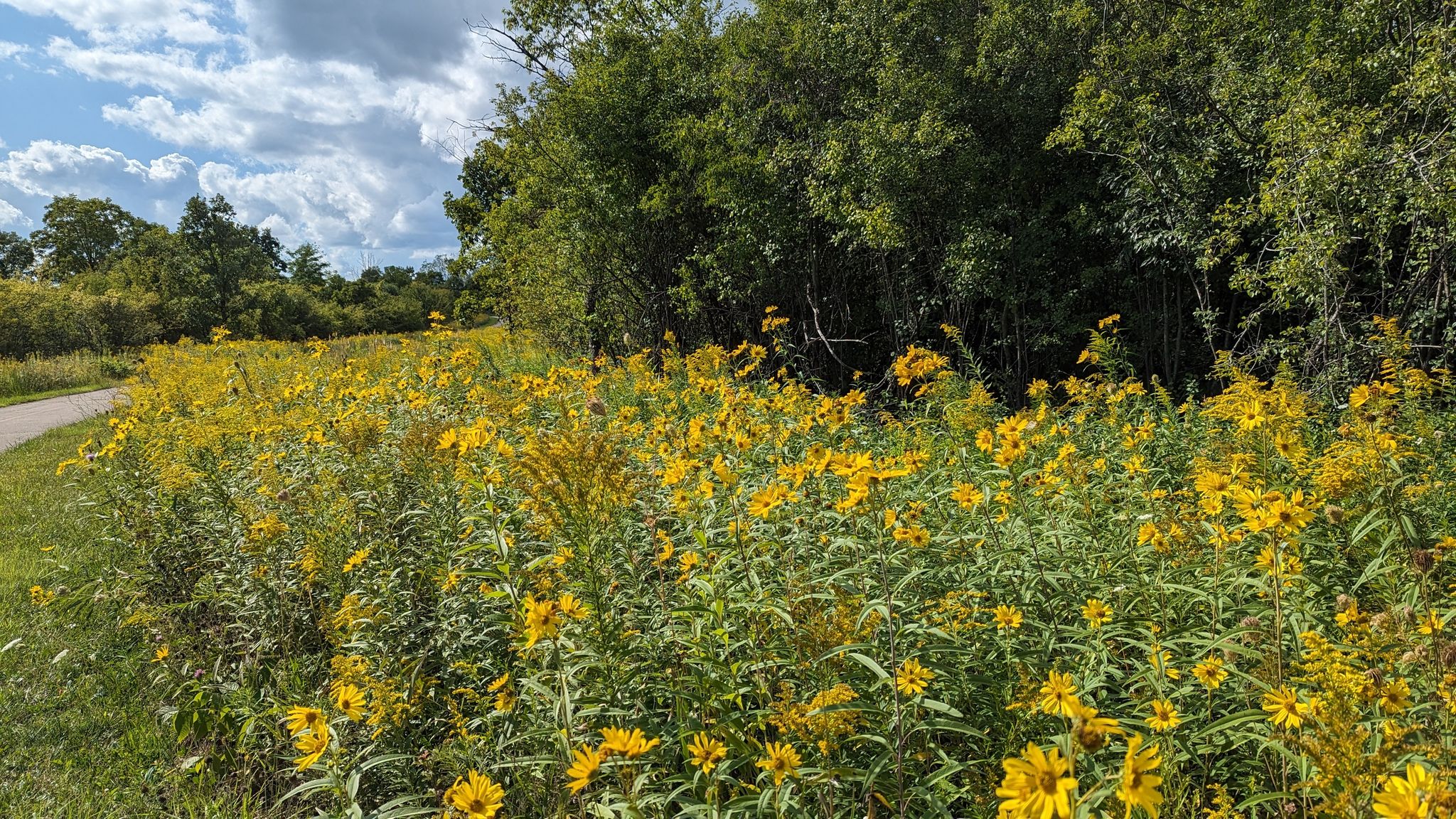 Sunny field of yellow wildflowers and green trees under a cloudy sky. - Bode Lake – Poplar Creek Forest Preserve loop from Hoffman Estates High School