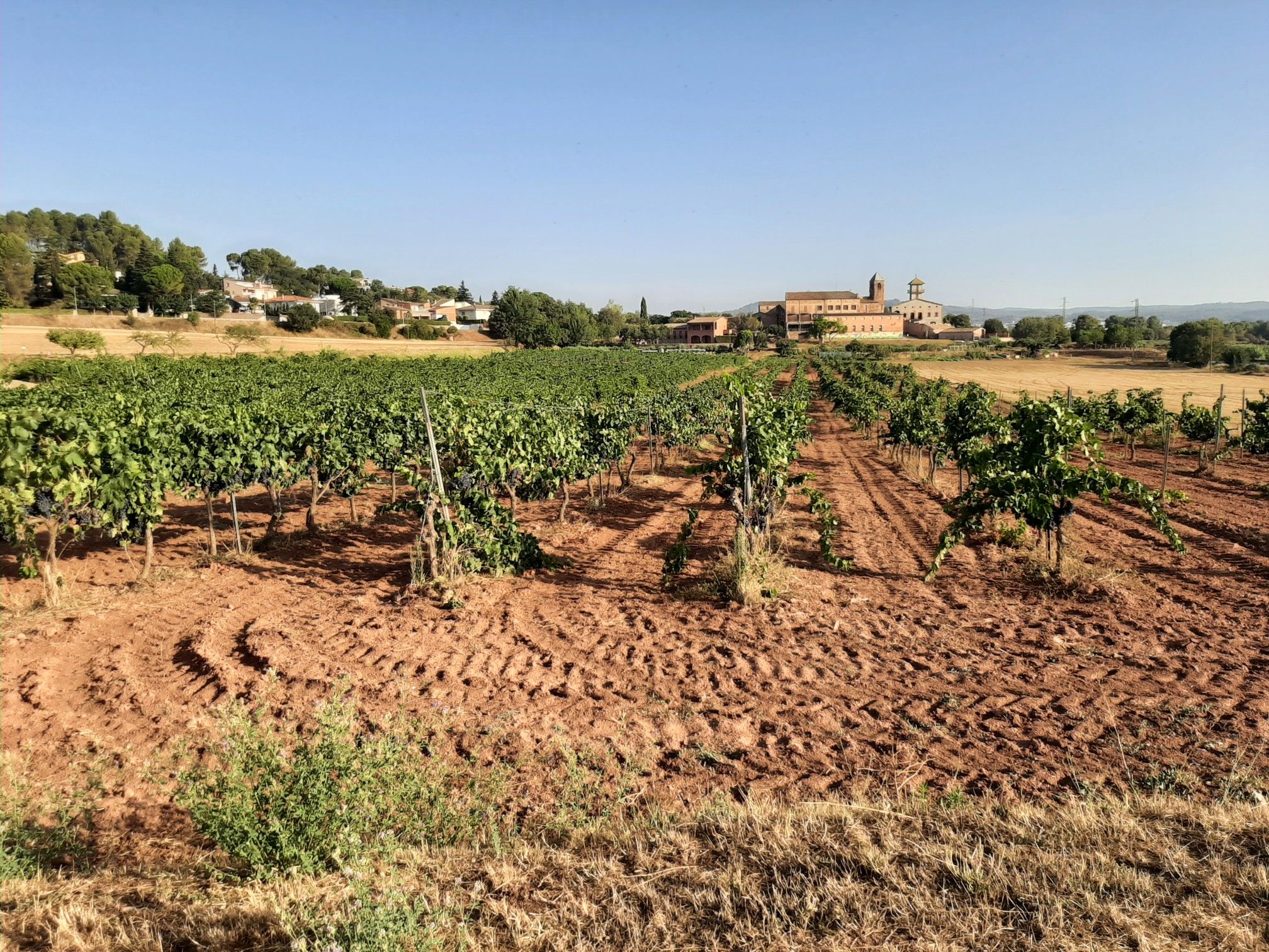 Les Vinyes de Sant Iscle