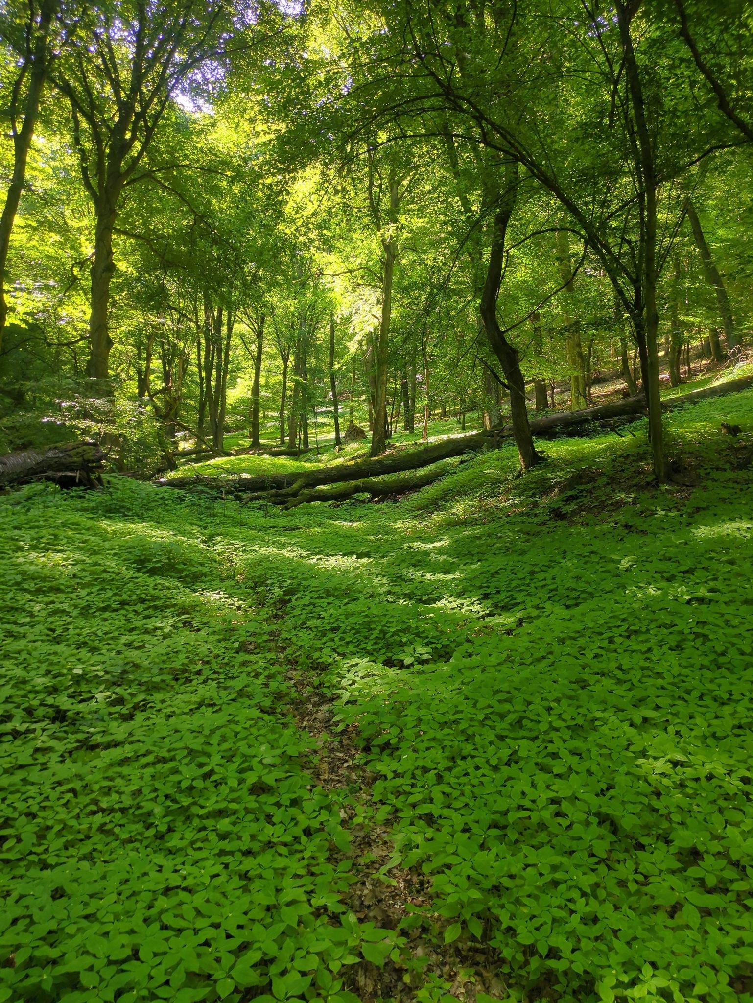 Wald