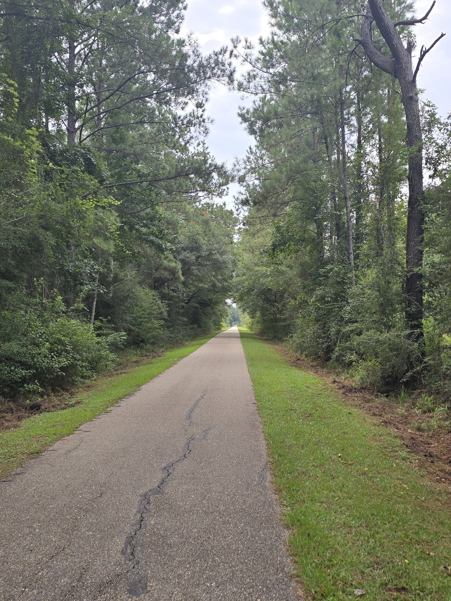 Paved road lined by tall trees and green grass under an overcast sky. - Tammany Trace