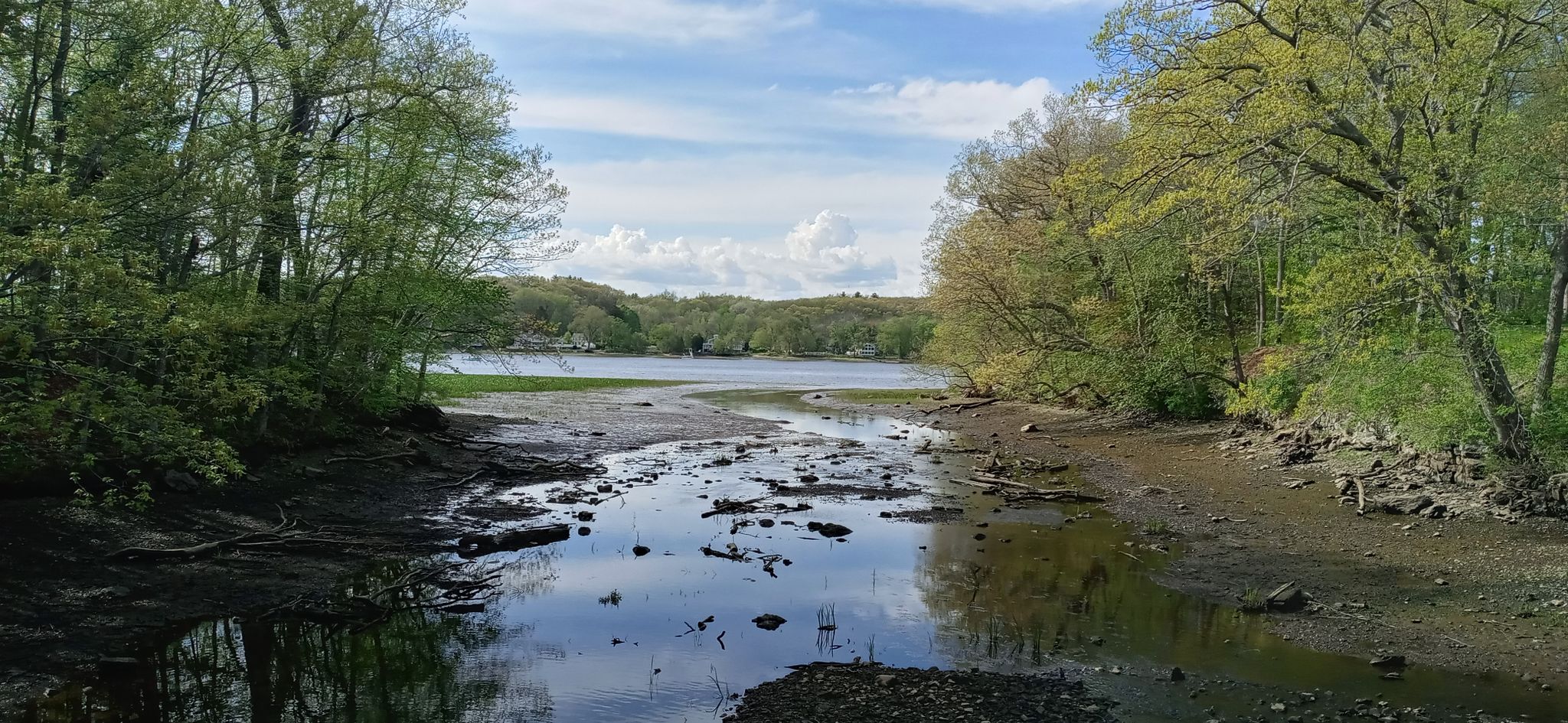 Muddy stream leading to a wider body of water, surrounded by green trees. - Maudslay State Park – Clipper City Rail Trail loop from Newburyport