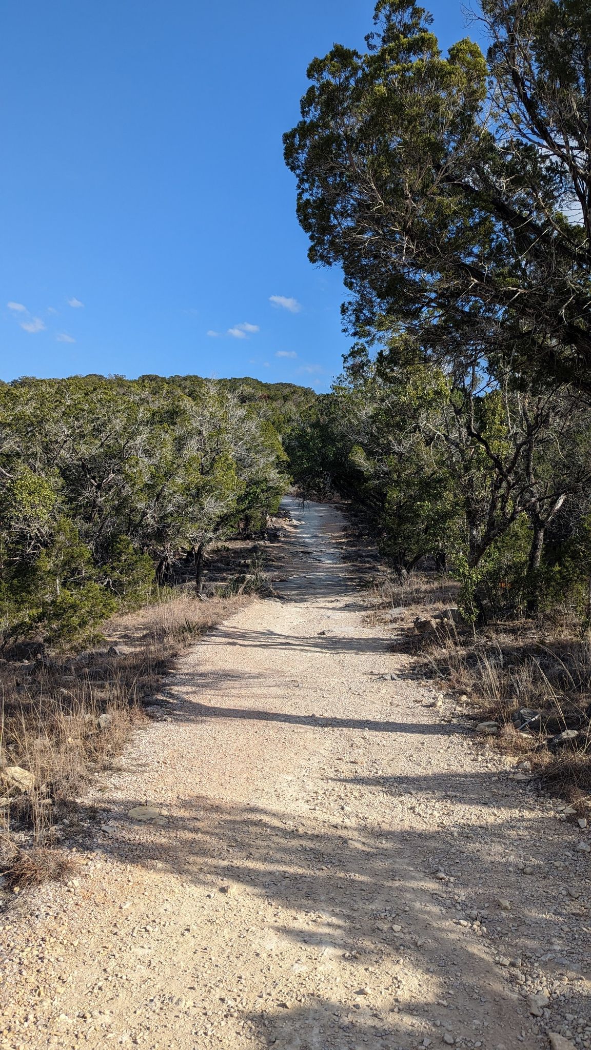 A sunlit dirt path winding uphill through dense green trees under a blue sky. - Horse Trail South 4 & Jones Springs Trail loop