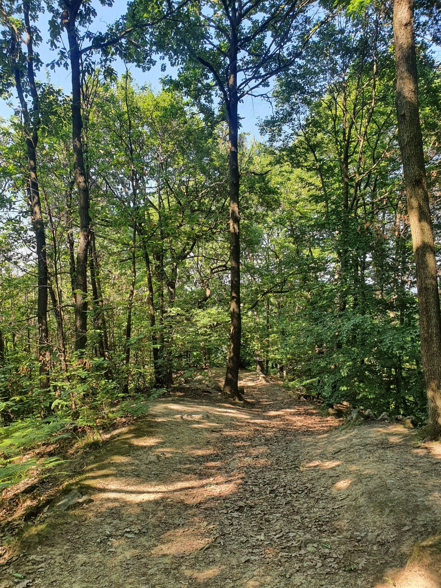Bosco del Vaj