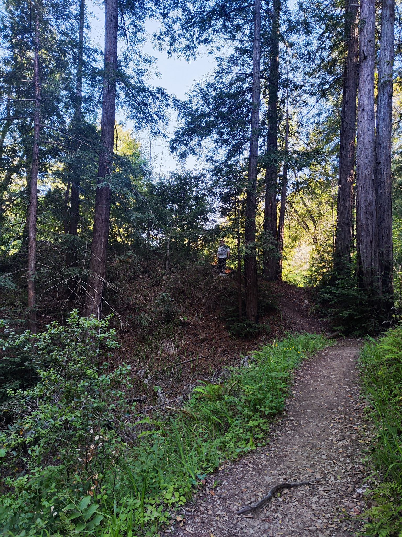 A dirt path winds through a sunlit forest with a person in distance. - Big Sur River – Redwood Grove loop from Pfeiffer Big Sur State Park