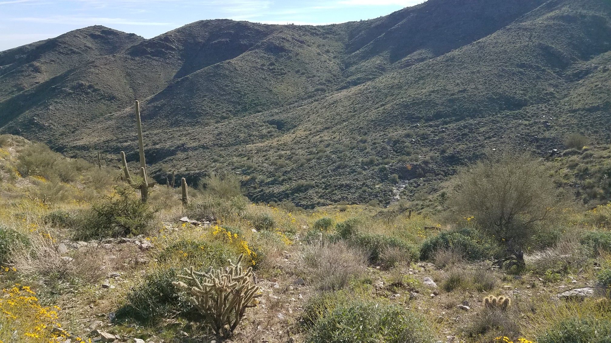 Rolling desert hills covered in green shrubs and scattered cacti under a bright sky. - Barry Goldwater Peak via Goat Camp Trail
